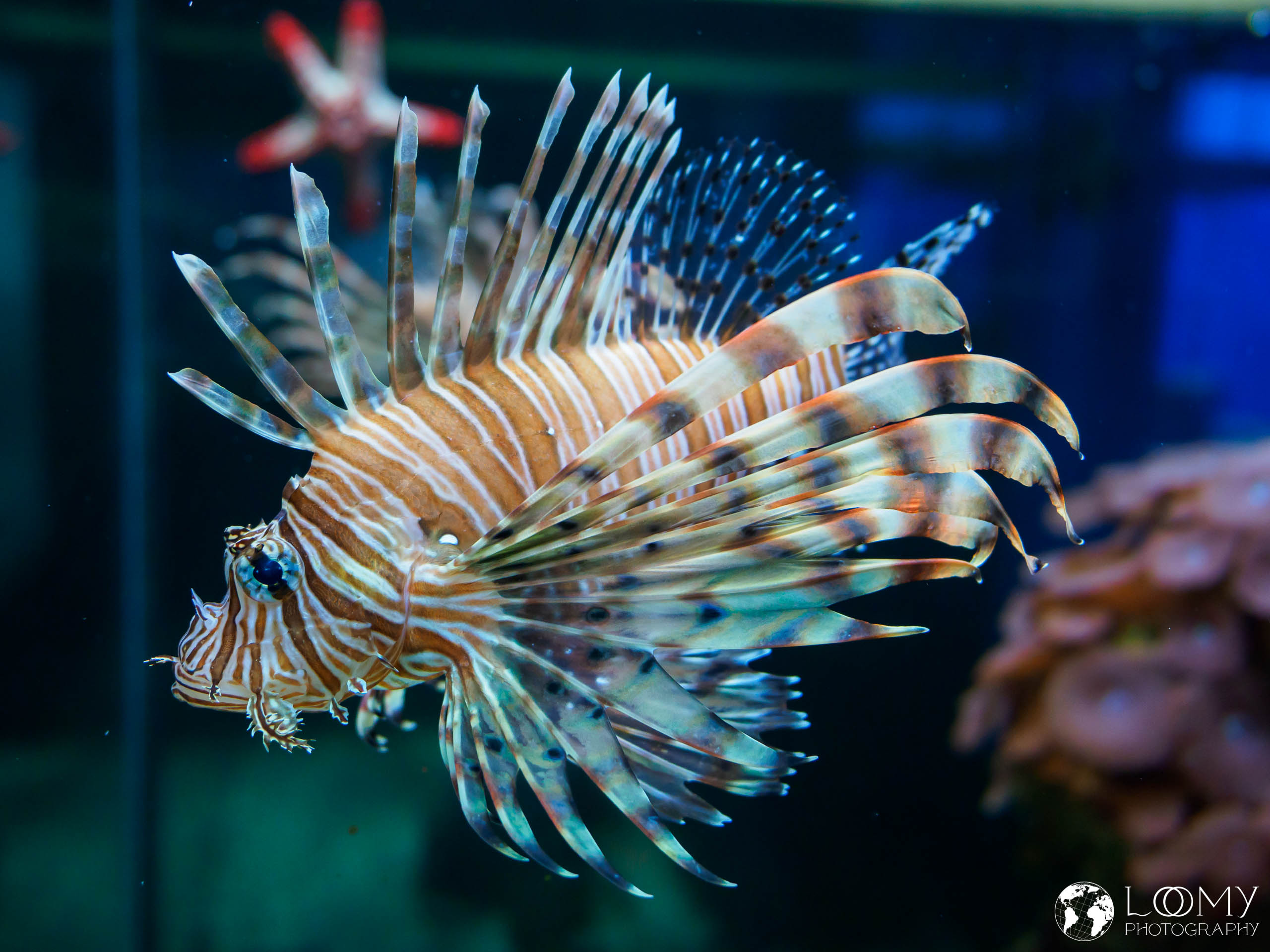 Rotfeuerfisch
