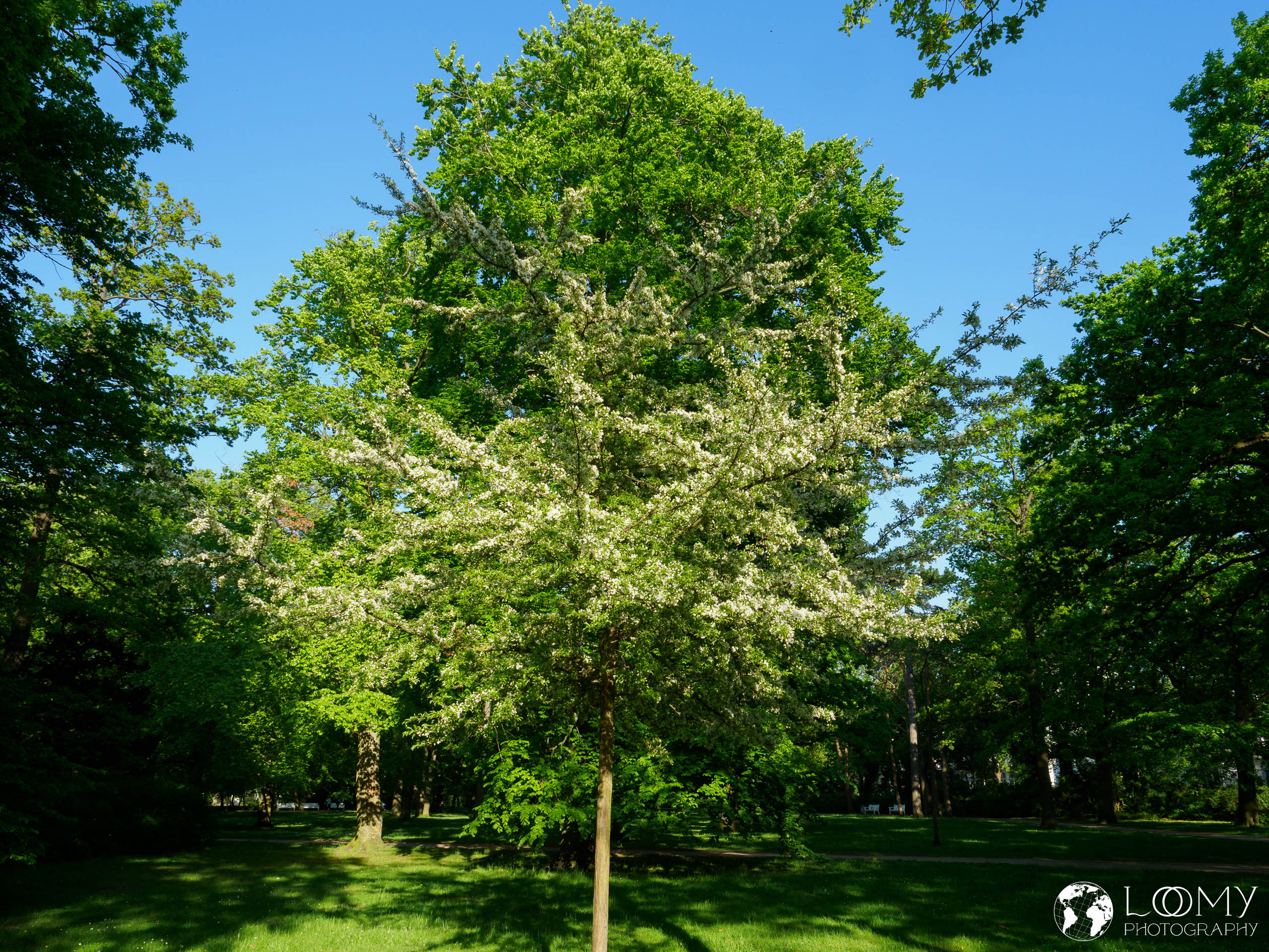 Kurpark
