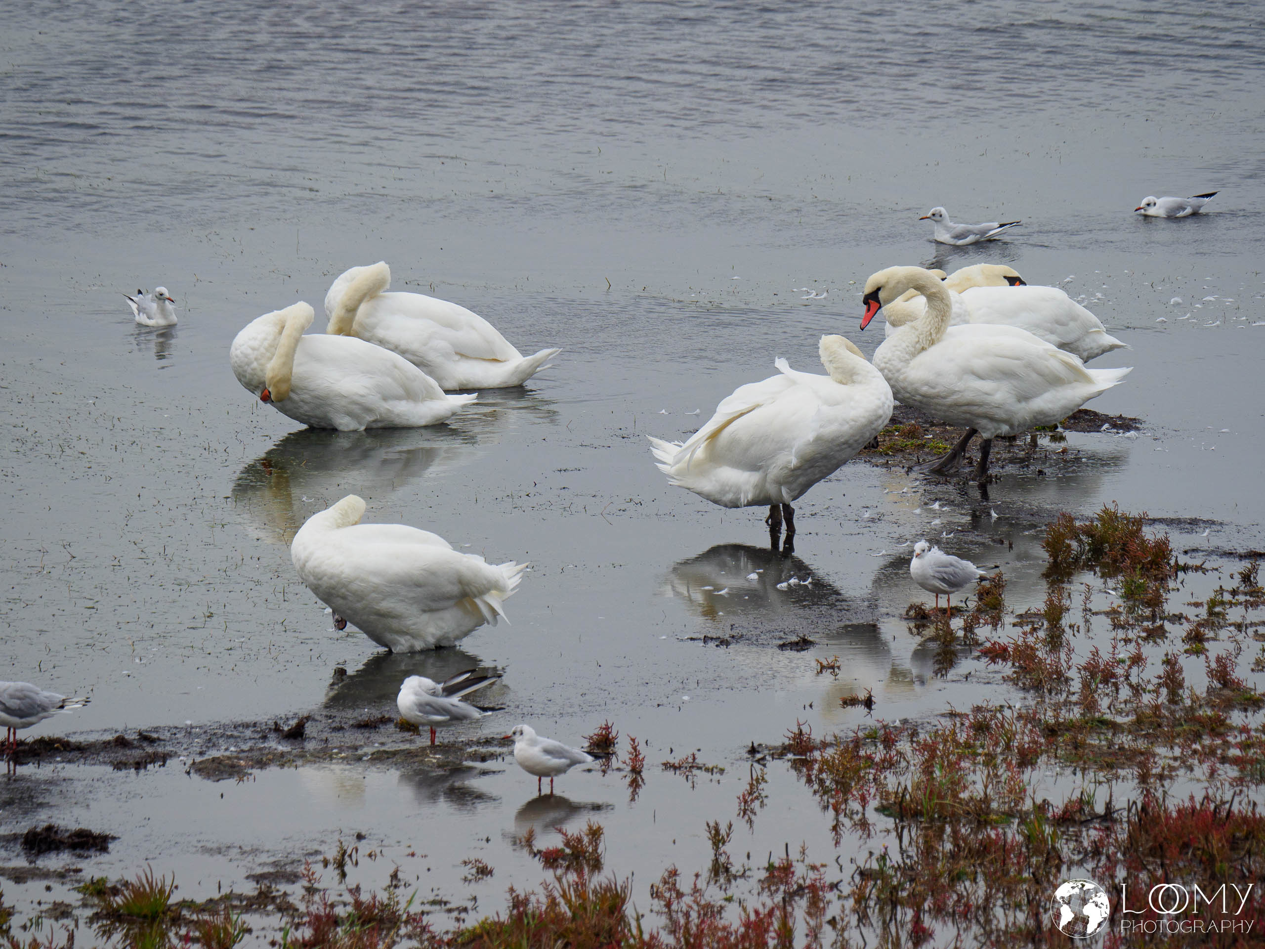 Rantumbecken