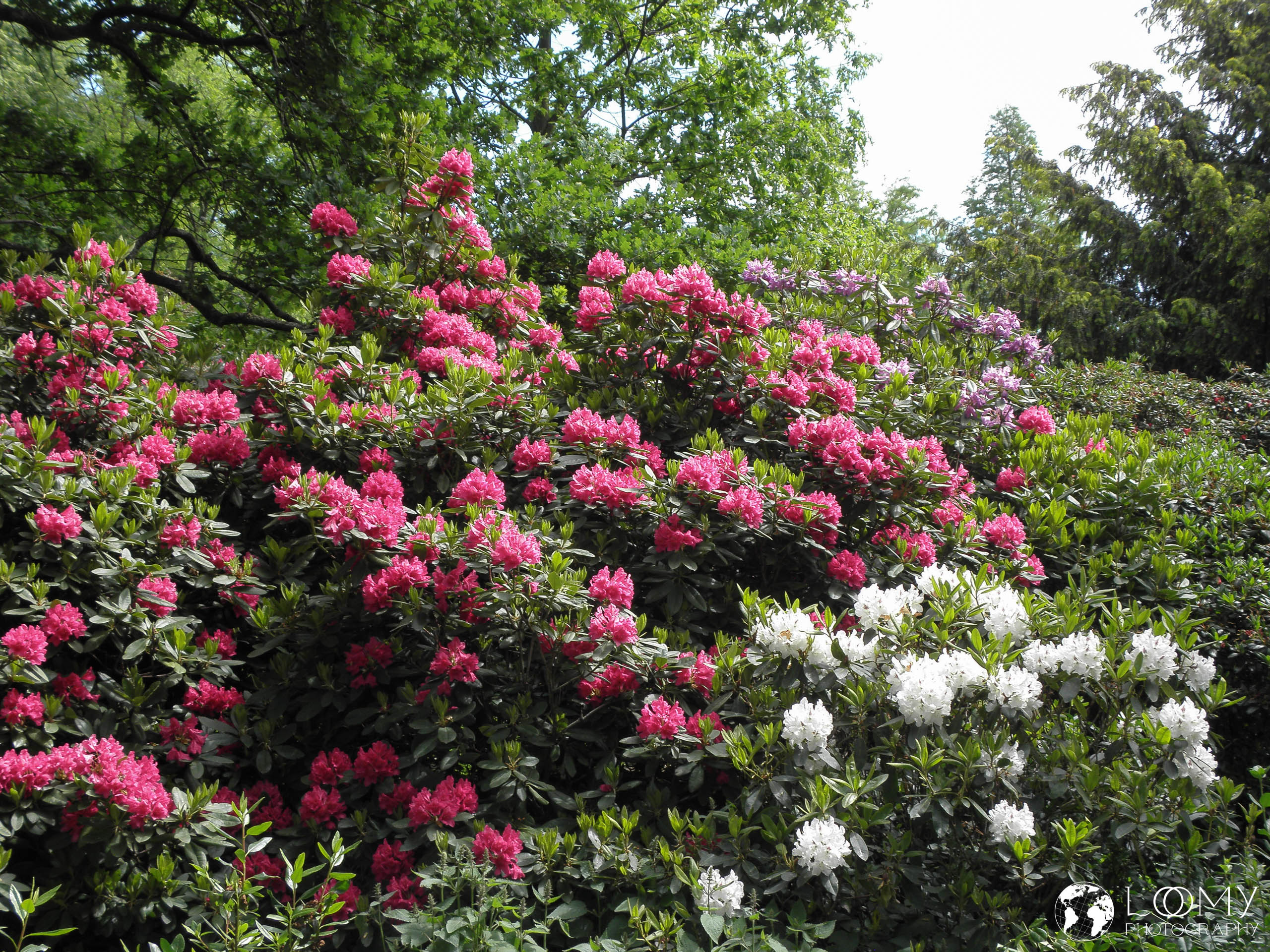 Planten un Blomen