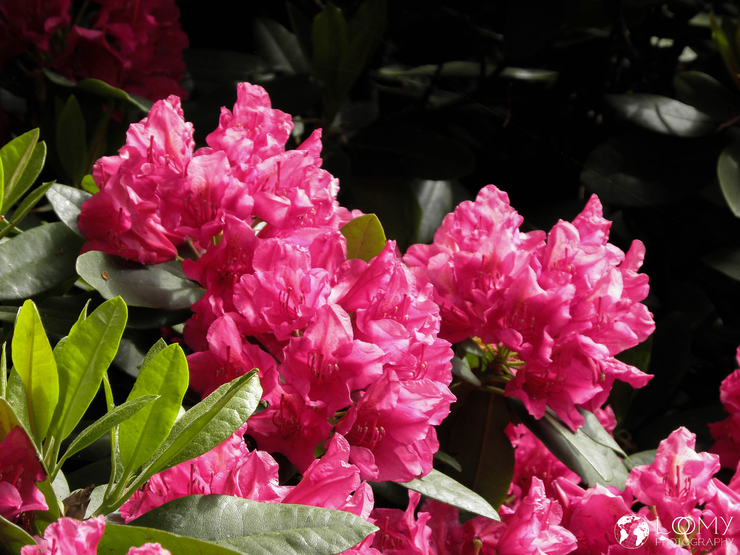 Planten un Blomen