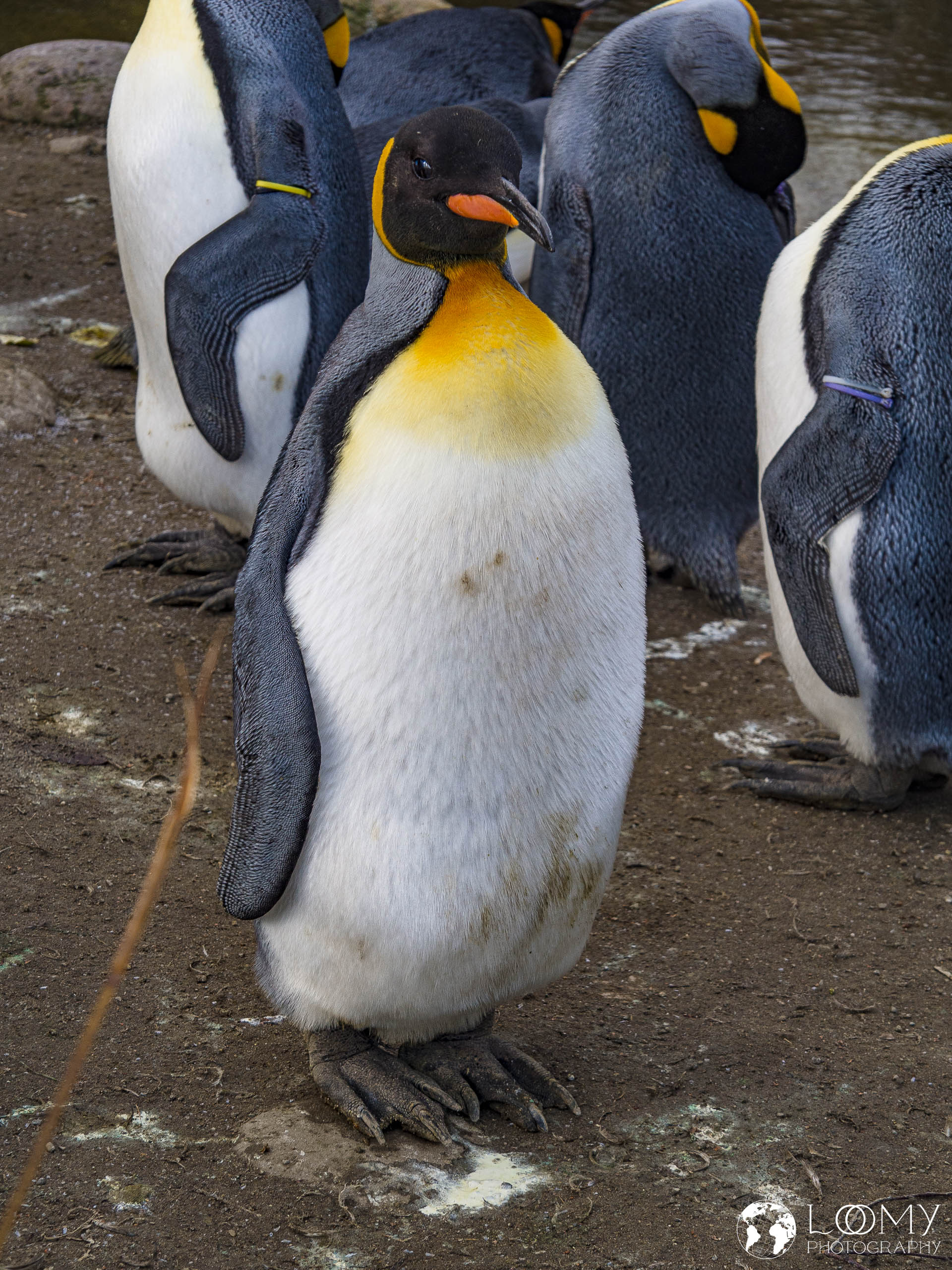 Königspnguin