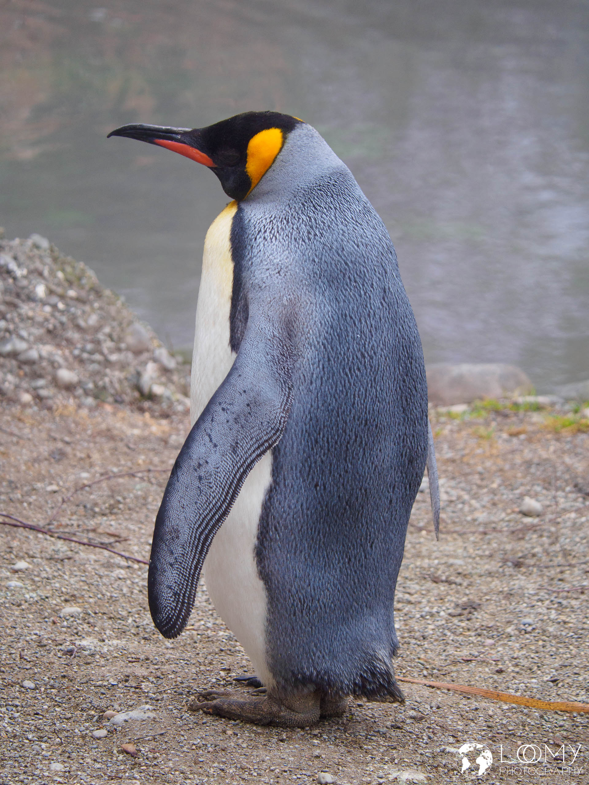 Königspnguin