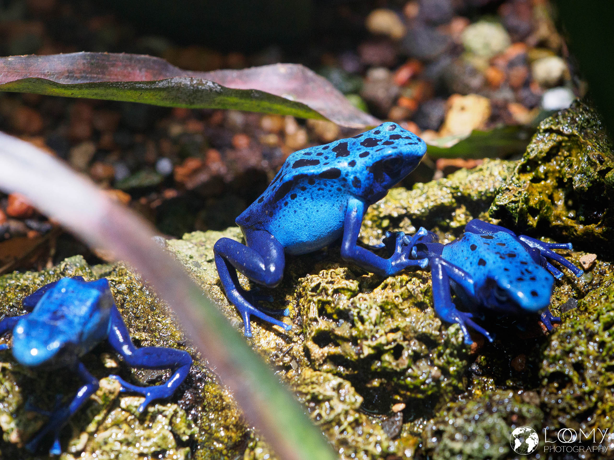 Blauer Pfeilgiftfrosch