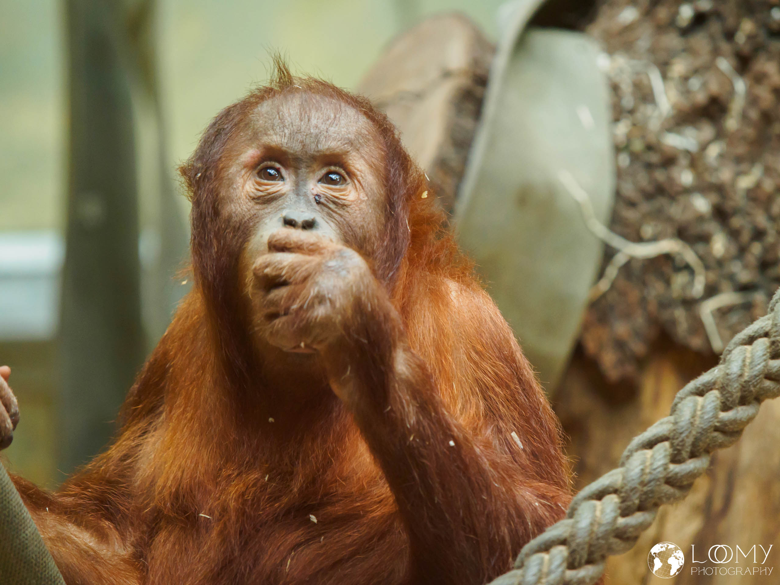 Sumatranischer Orang-Utan