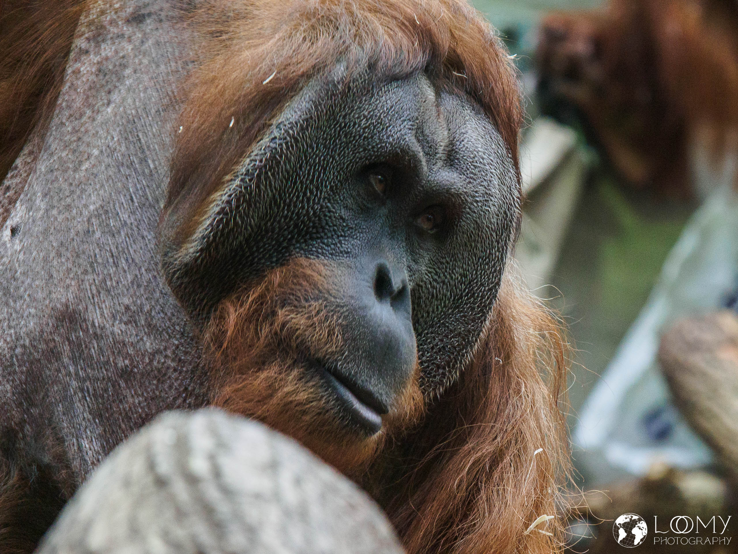 Sumatranischer Orang-Utan