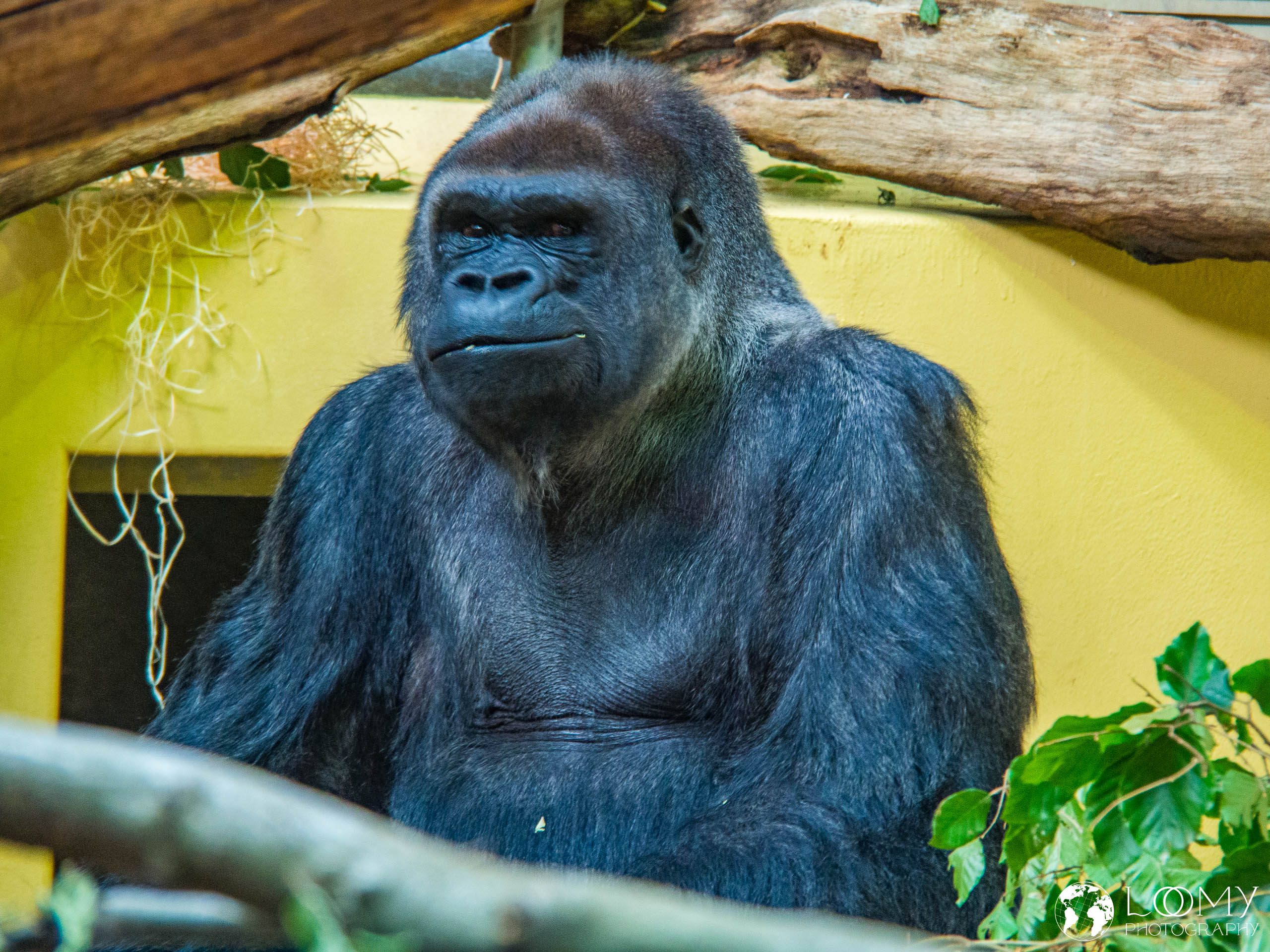 Westlicher Flachlandgorilla