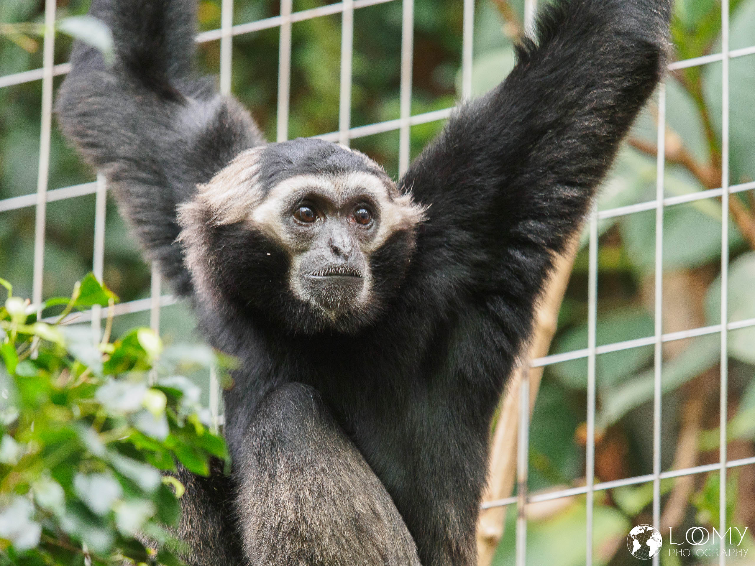Kappengibbon