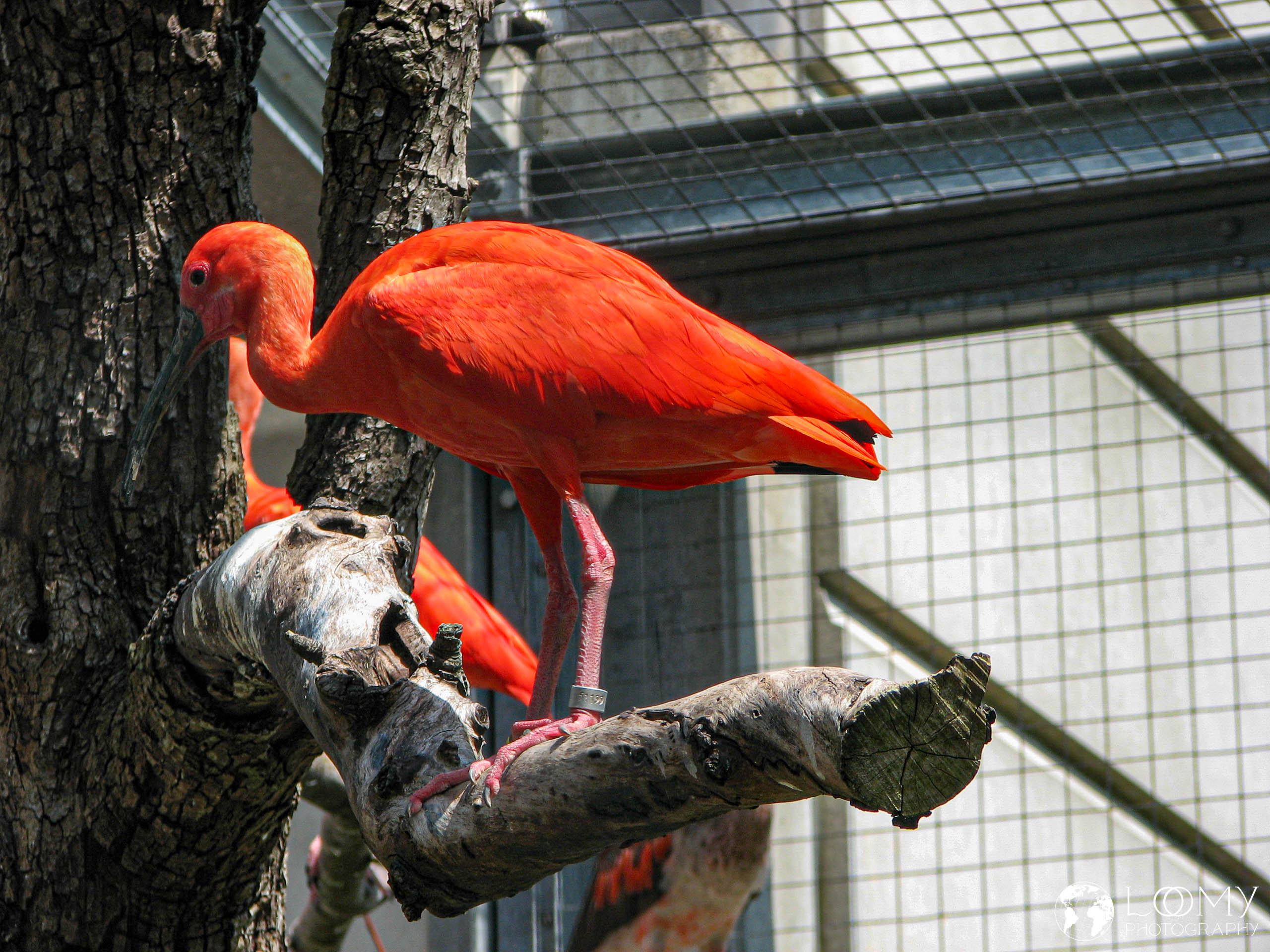 Roter Ibis