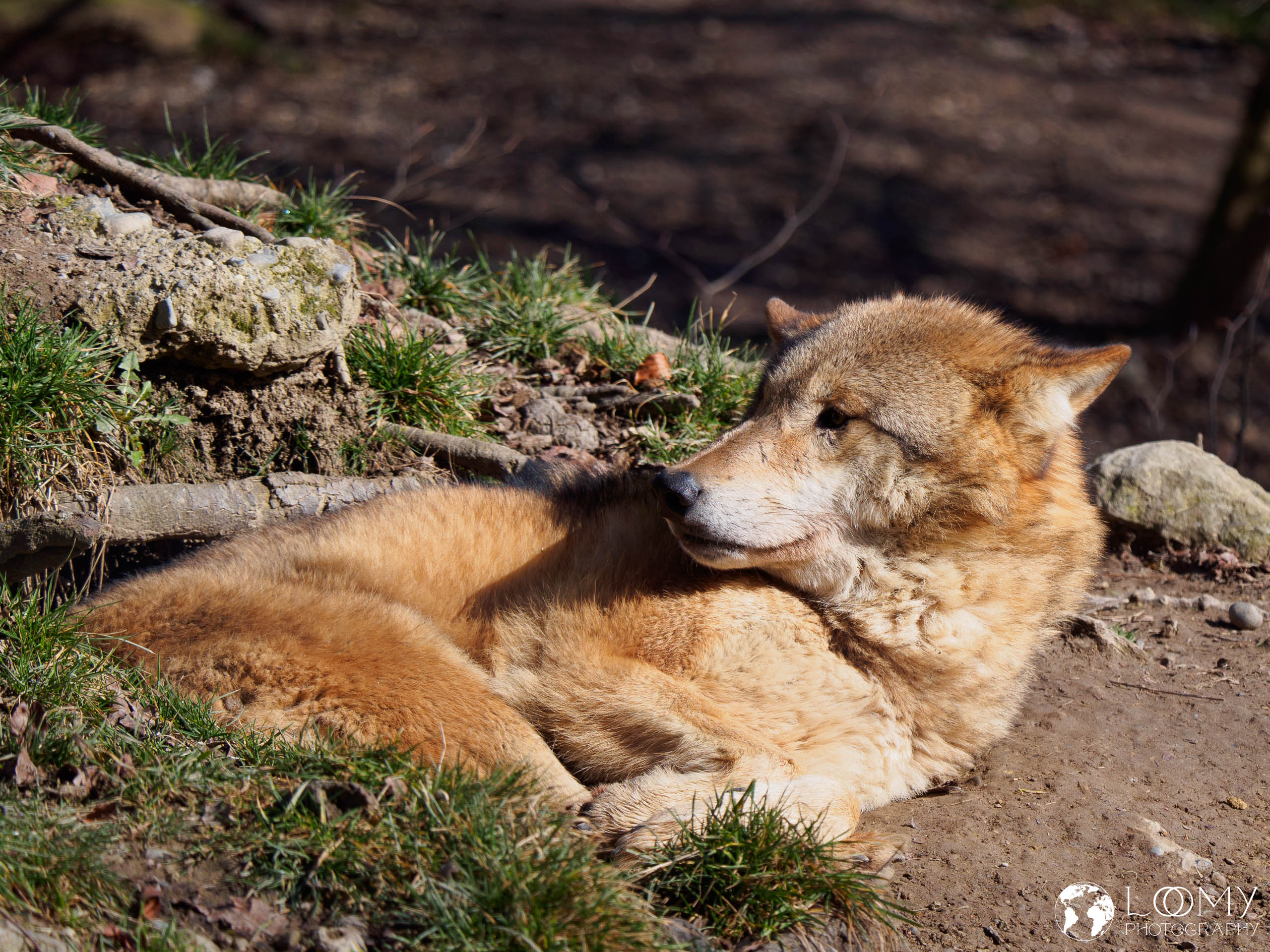Mongloischer Wolf