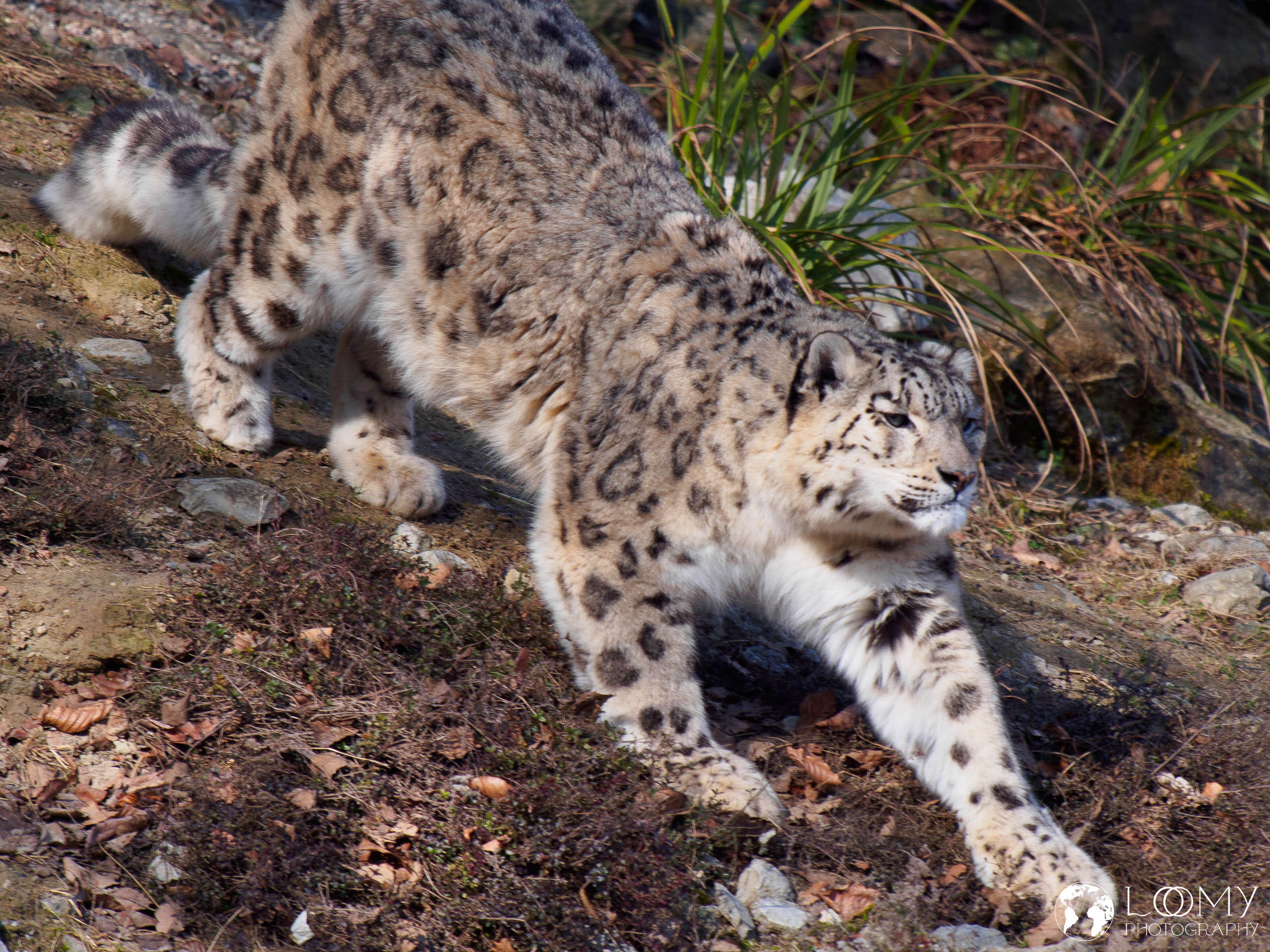 Schneeleopard