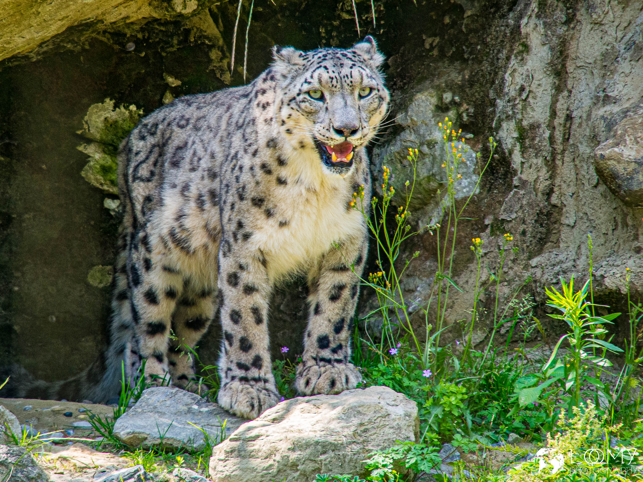 Schneeleopard