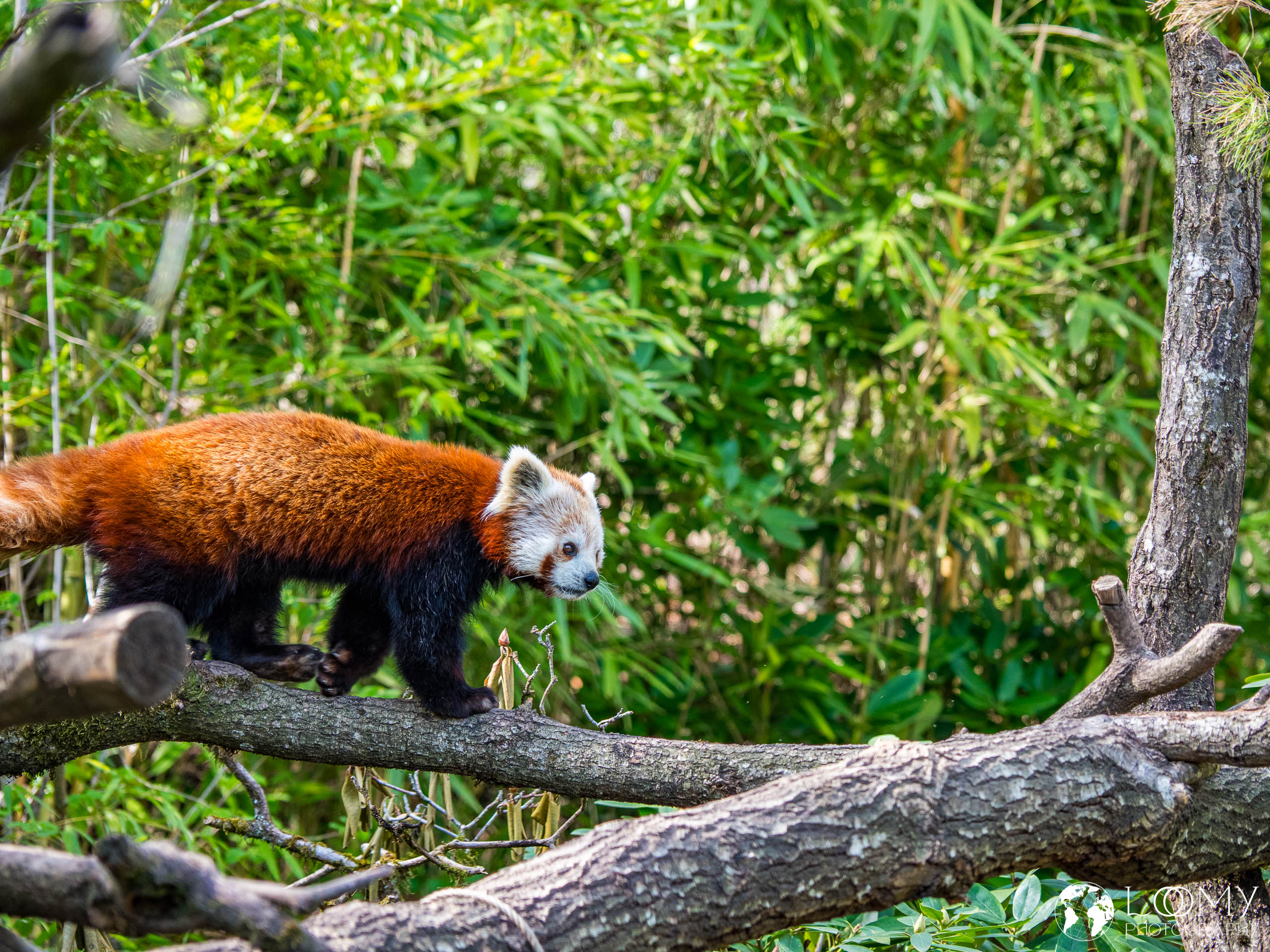 Kleiner Panda