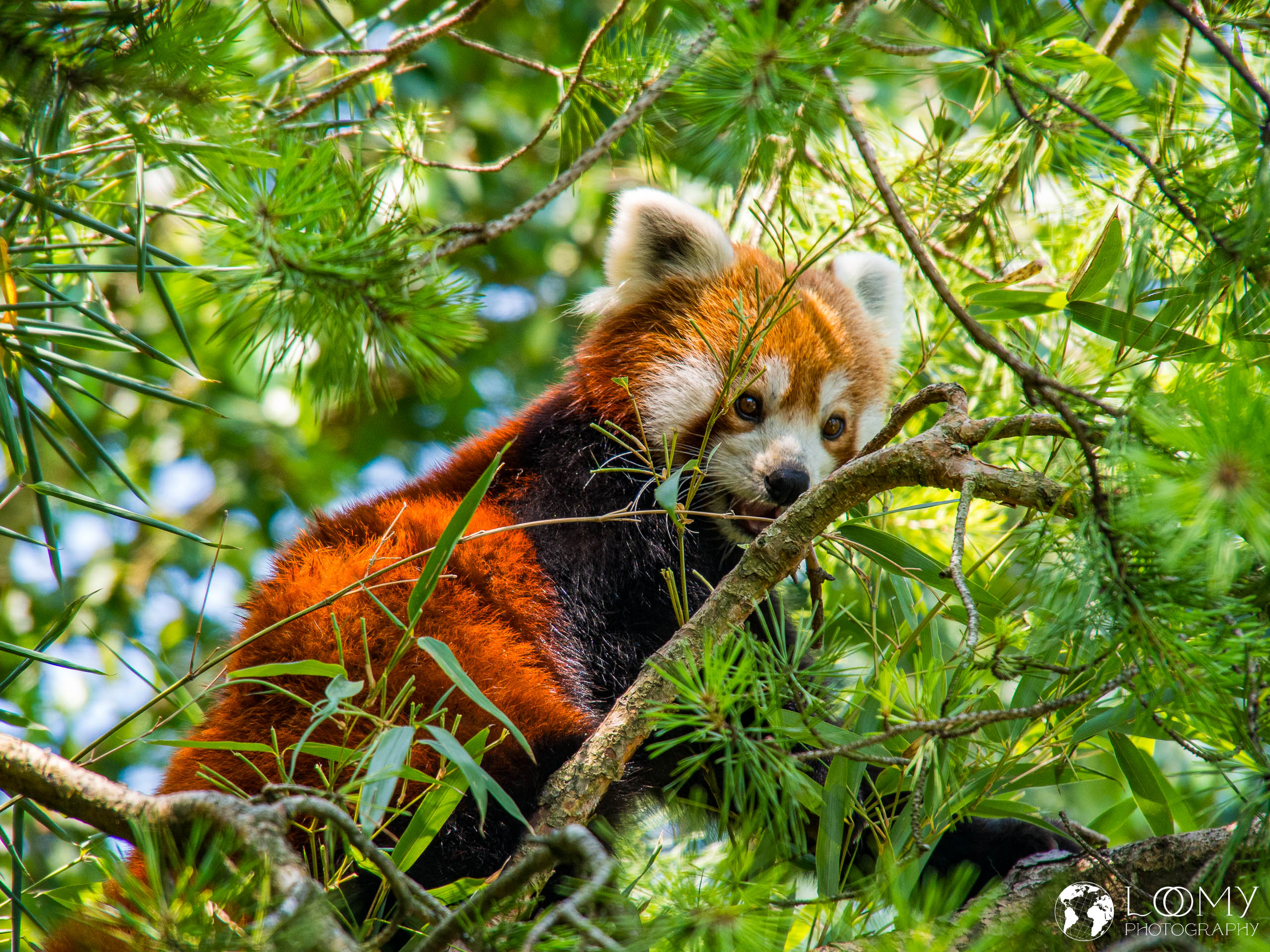 Kleiner Panda