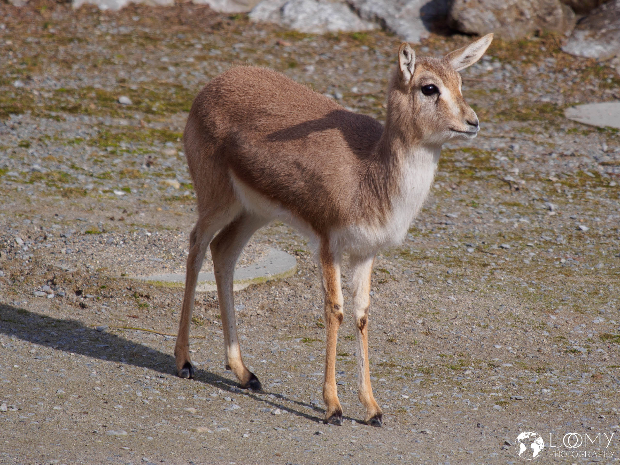 Persiche Kropfgazelle