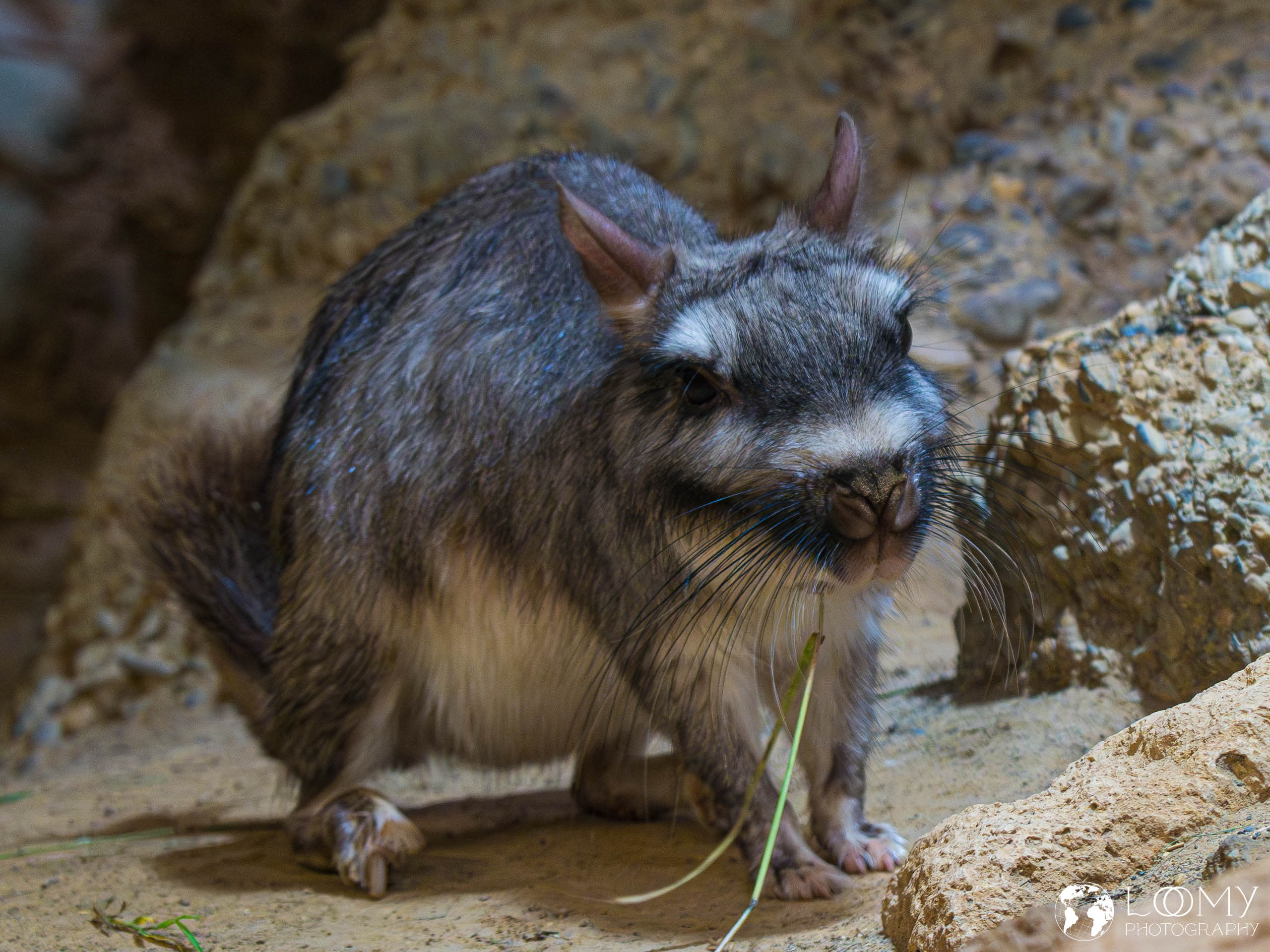 Flachland Viscacha