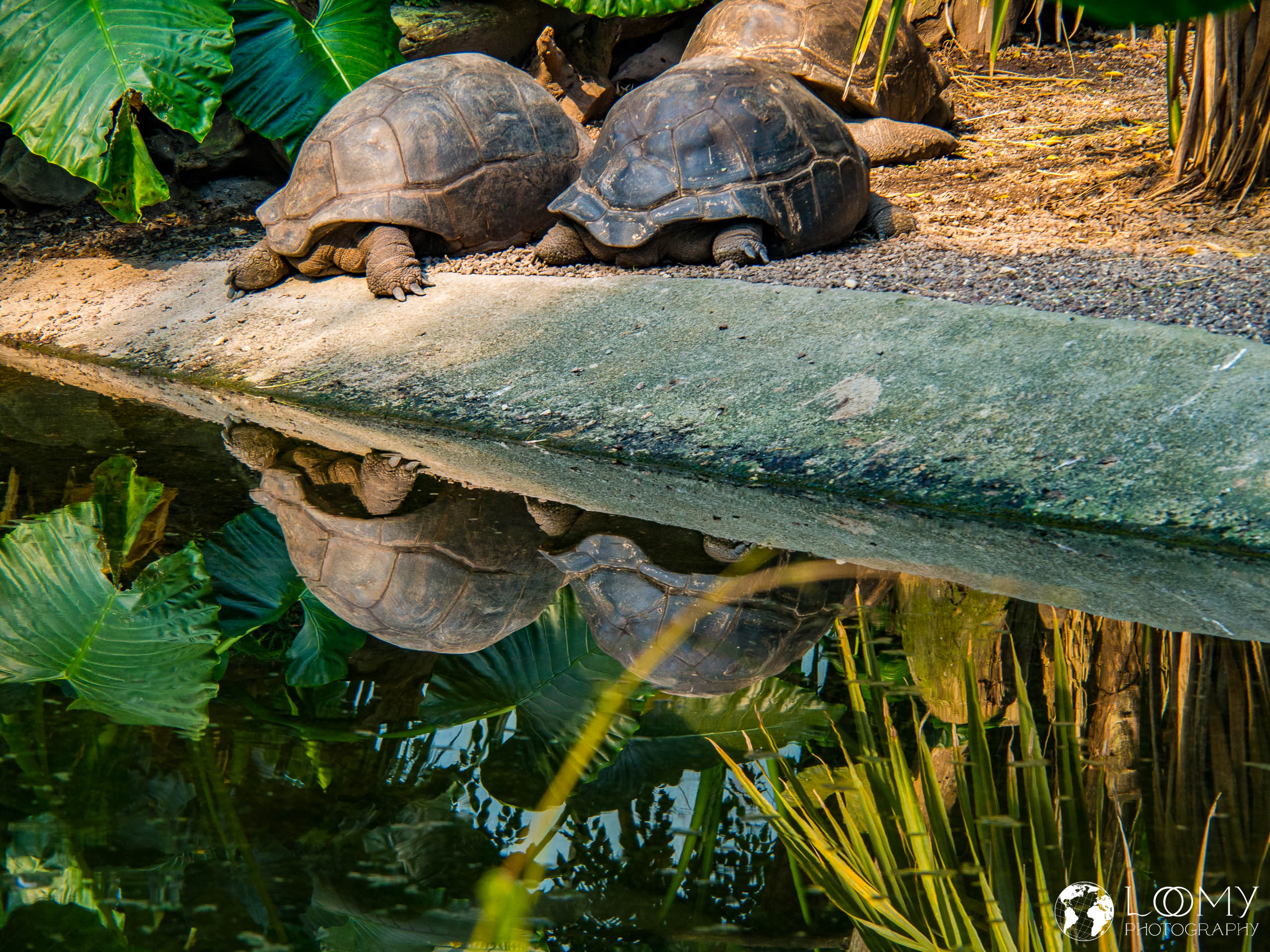 Aldabra-Riesenschildkröte
