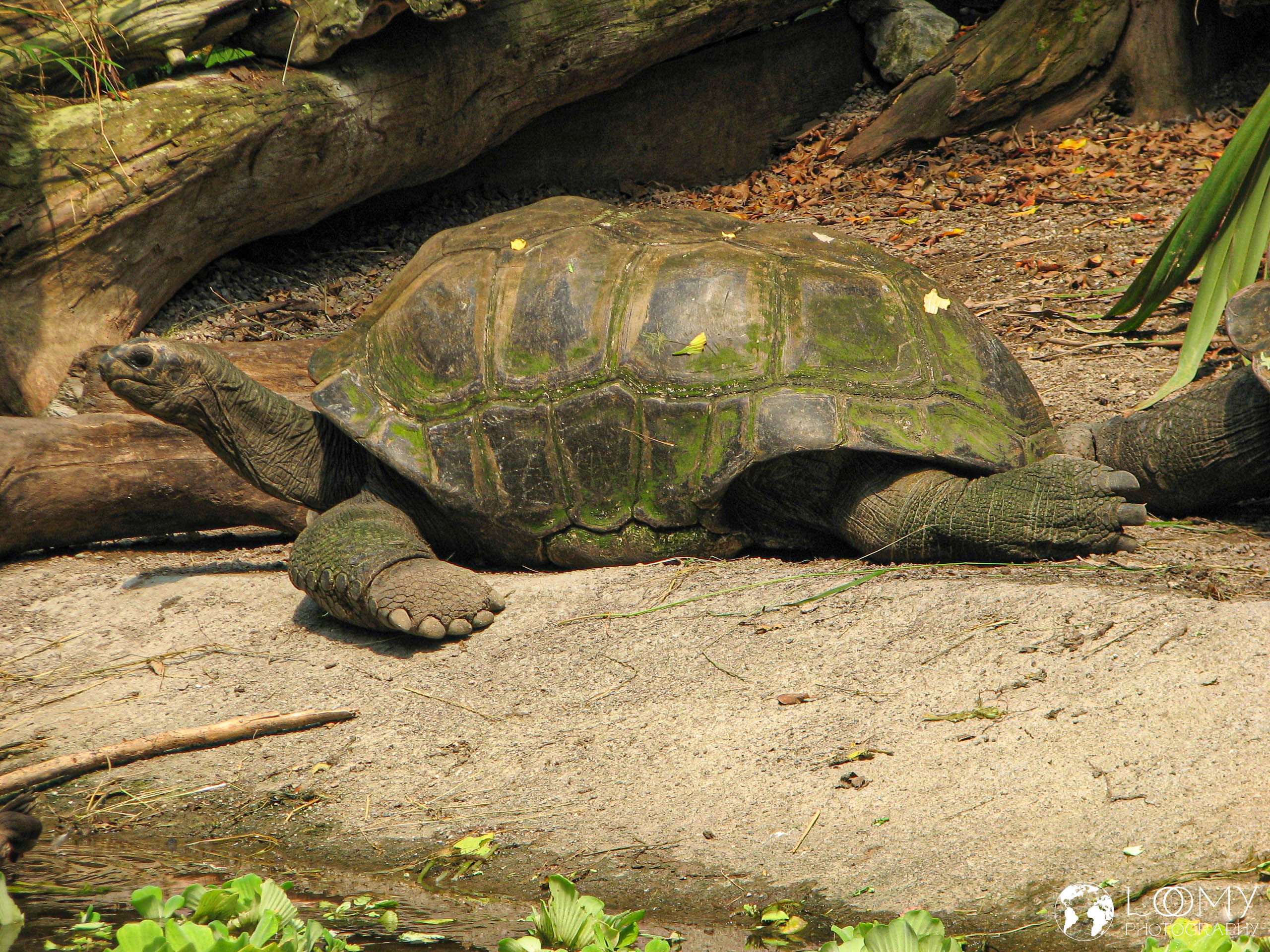 Schildkröte