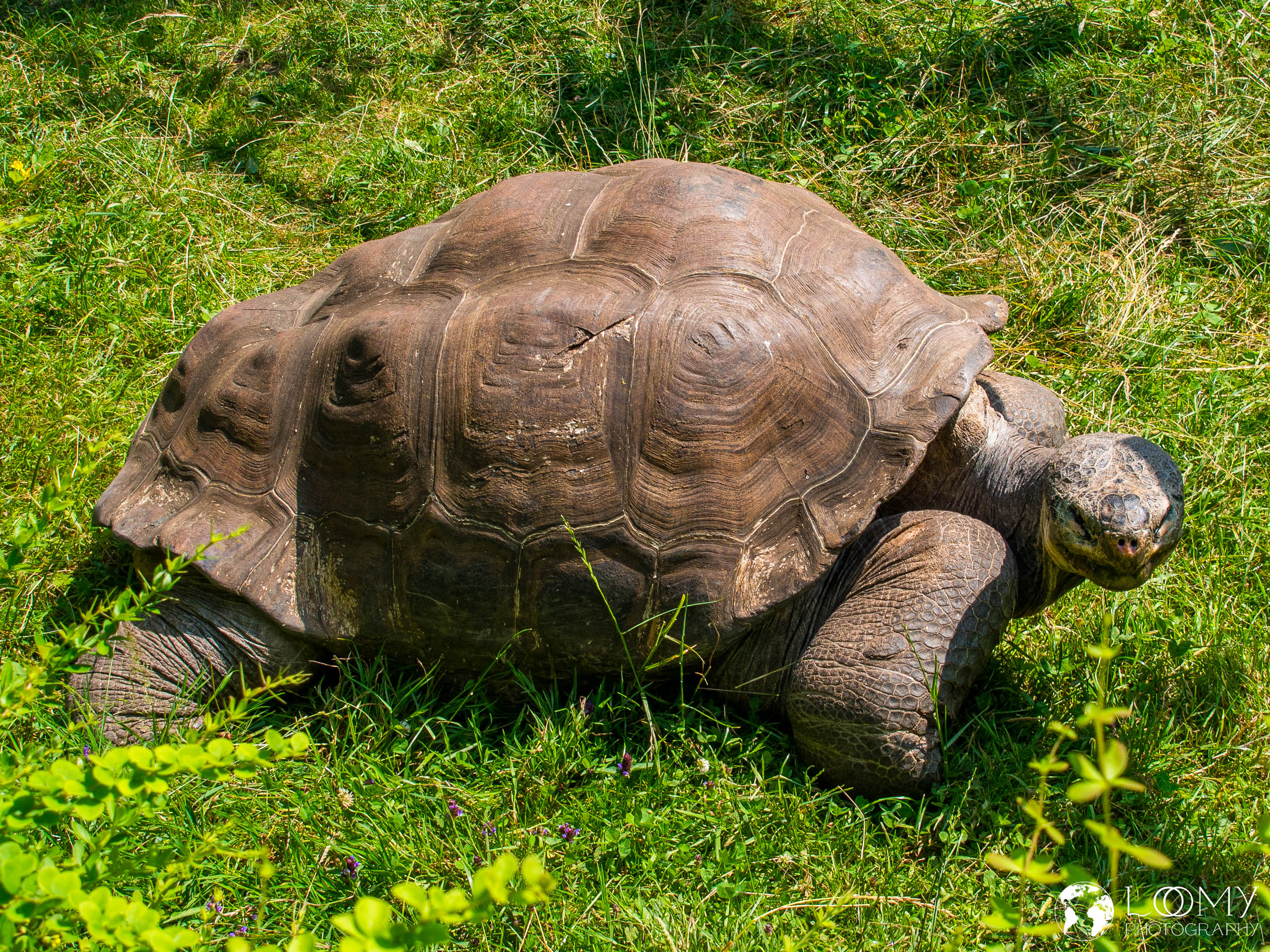 Galapagos-Riesenschildkröte