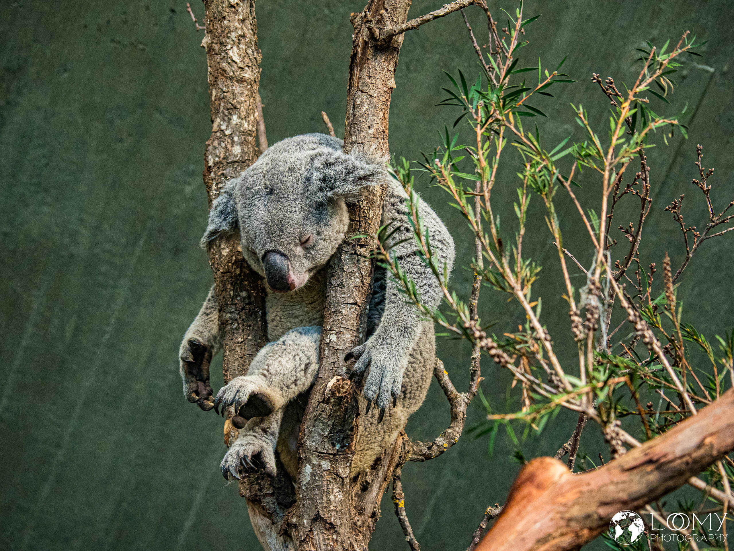 Koala