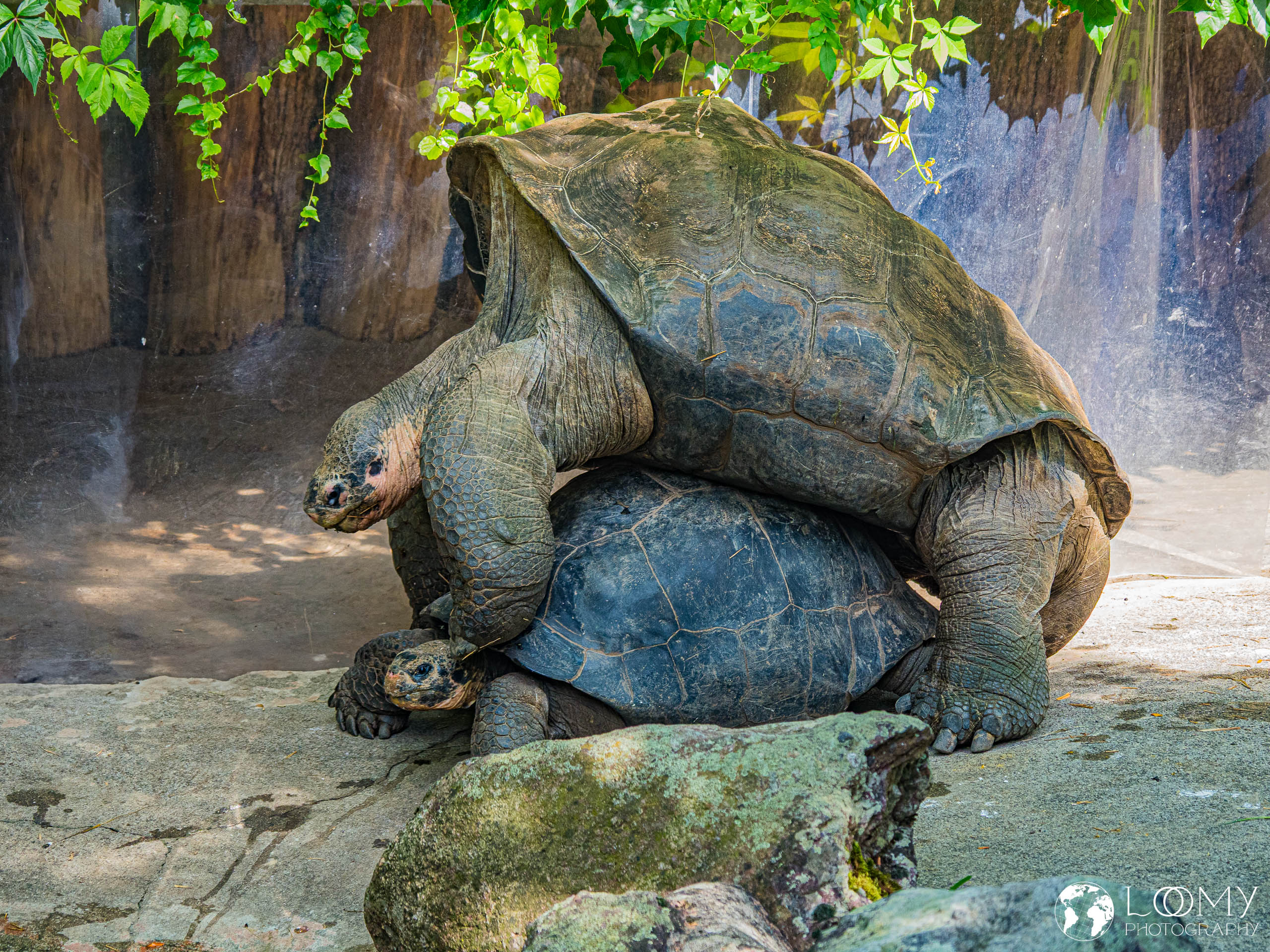 Galapagos-Riesenschildkröte