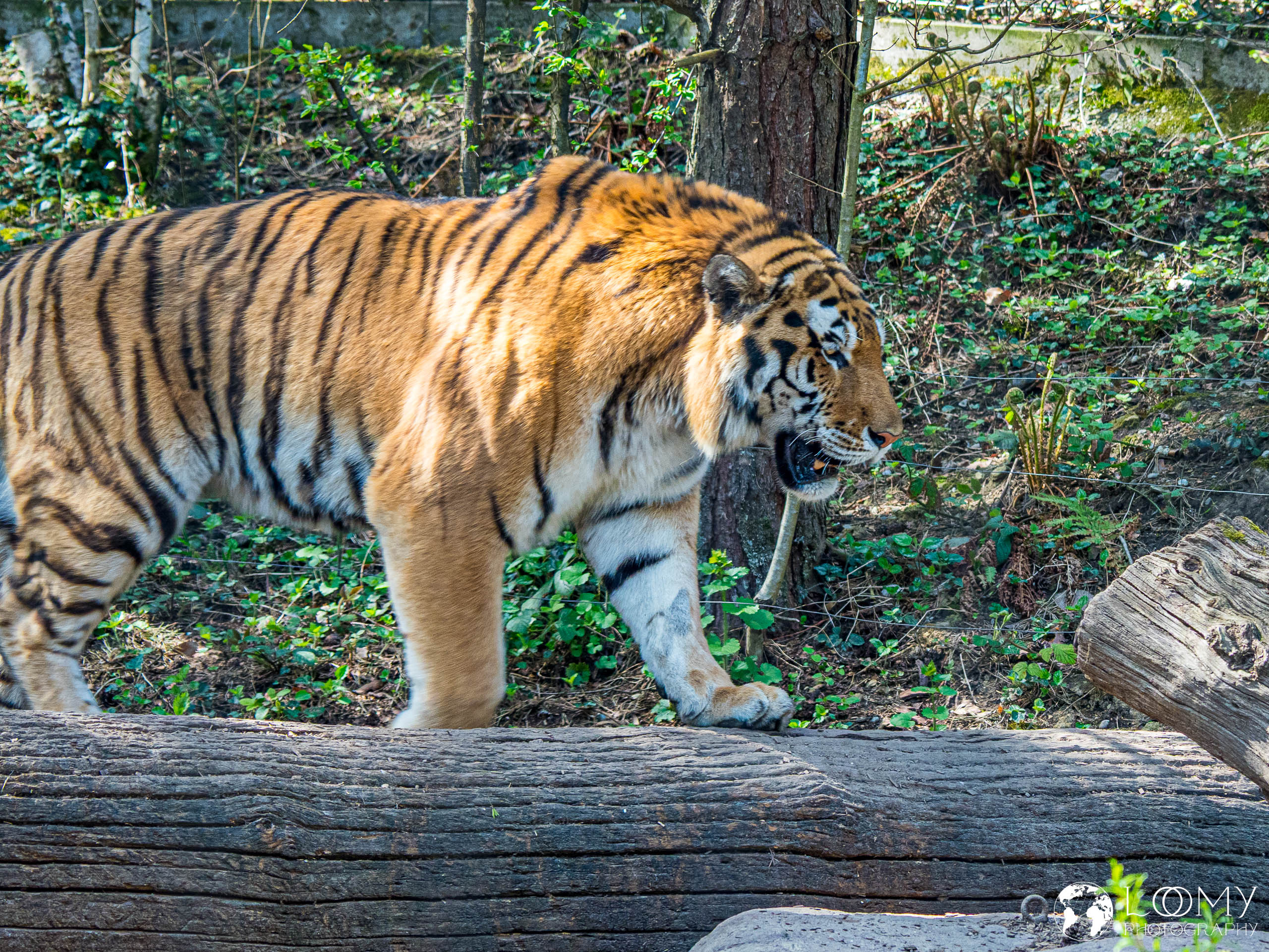 Amurtiger