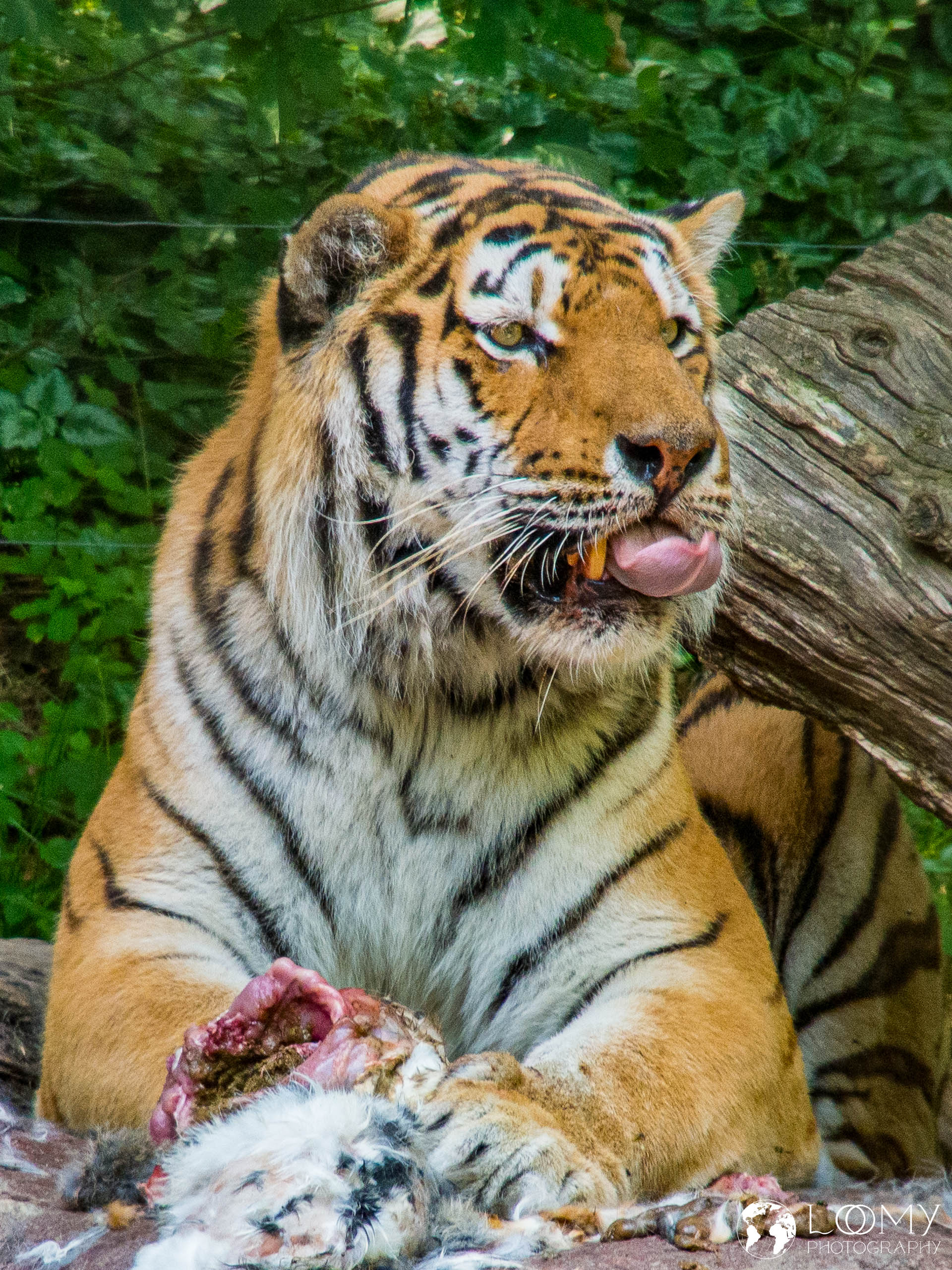 Amurtiger