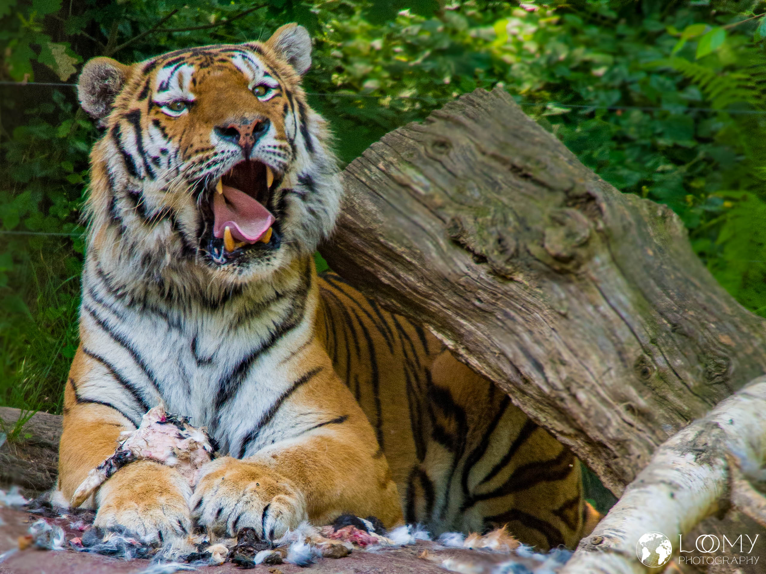 Amurtiger
