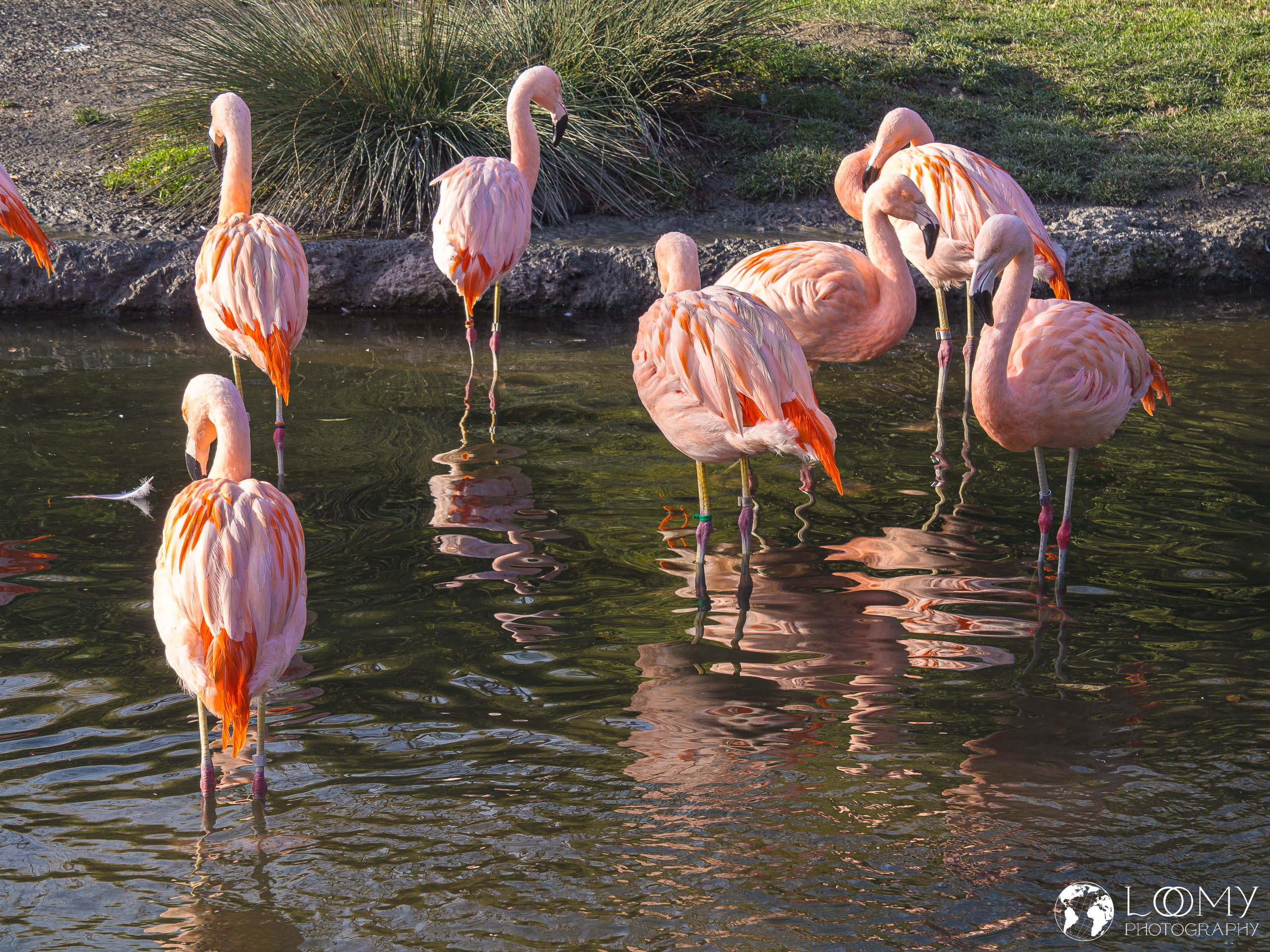 Chile-Flamingo