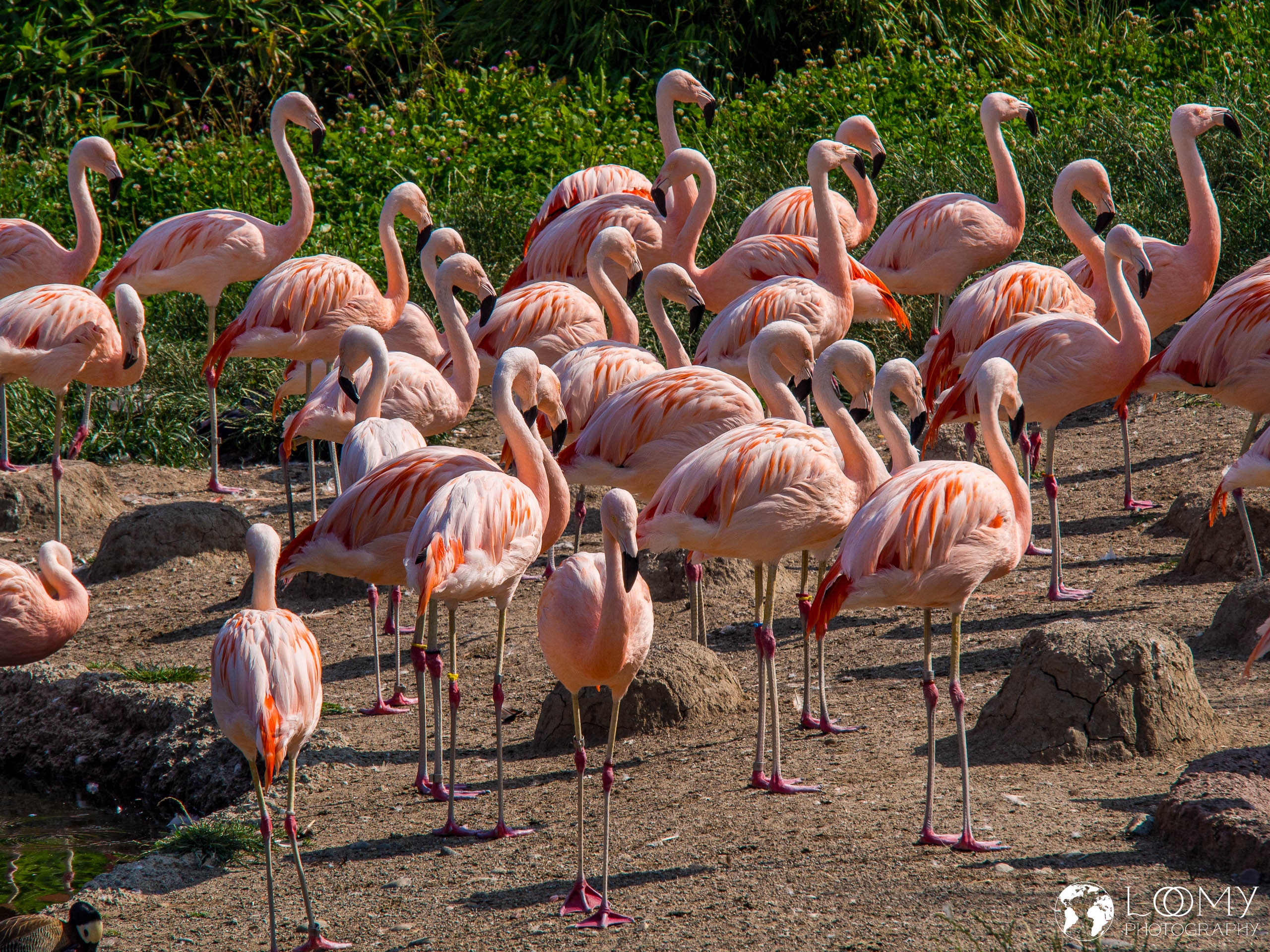 Chile-Flamingo