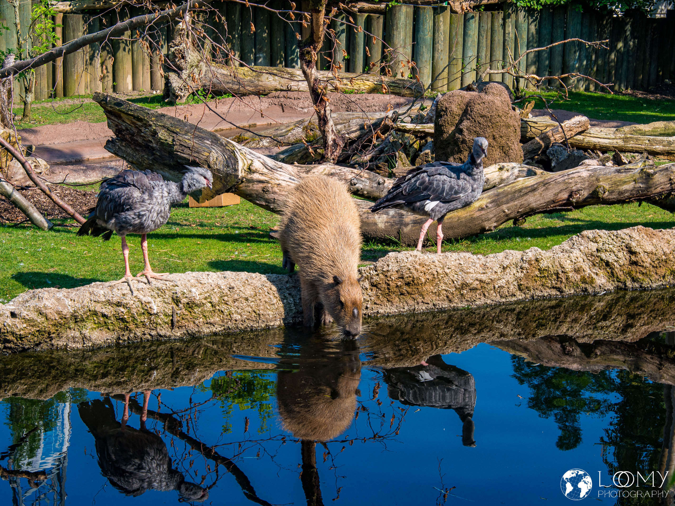 Capybara und Tschaja