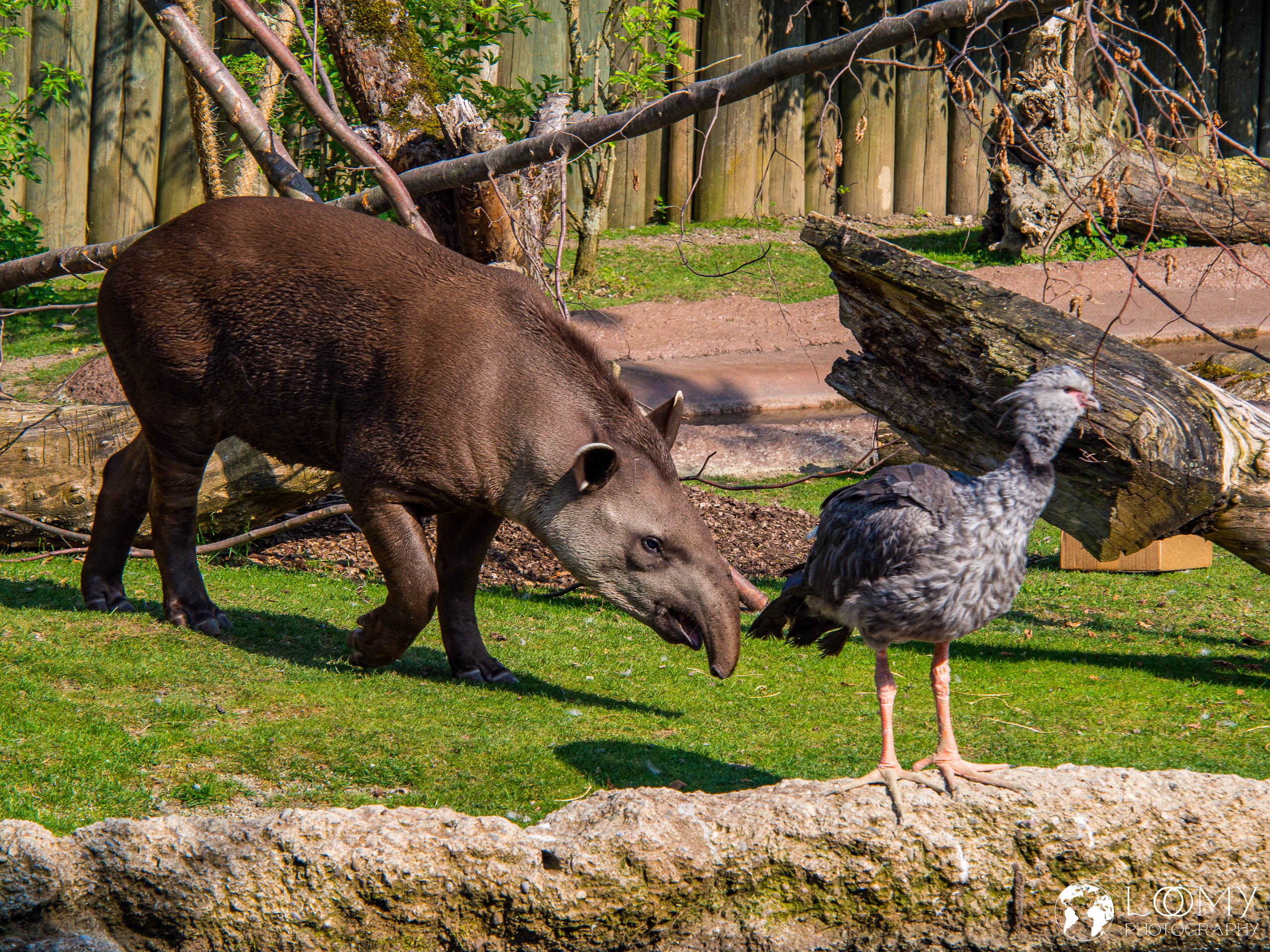 Flachlandtapir