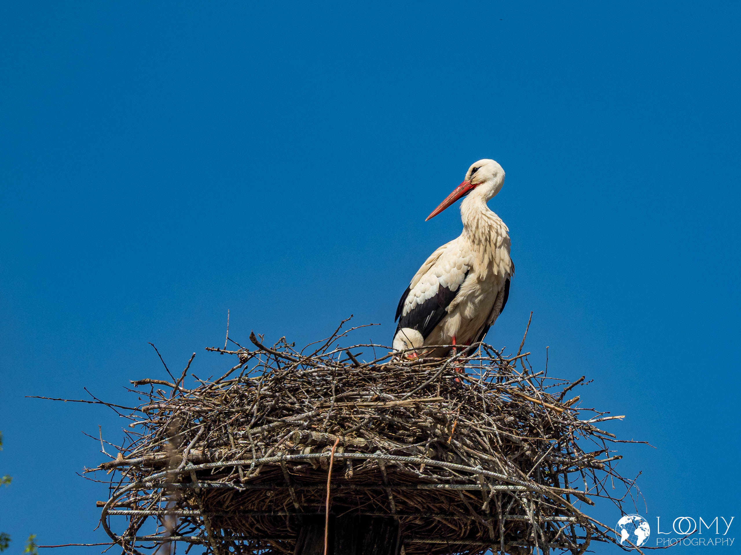 Weissstorch