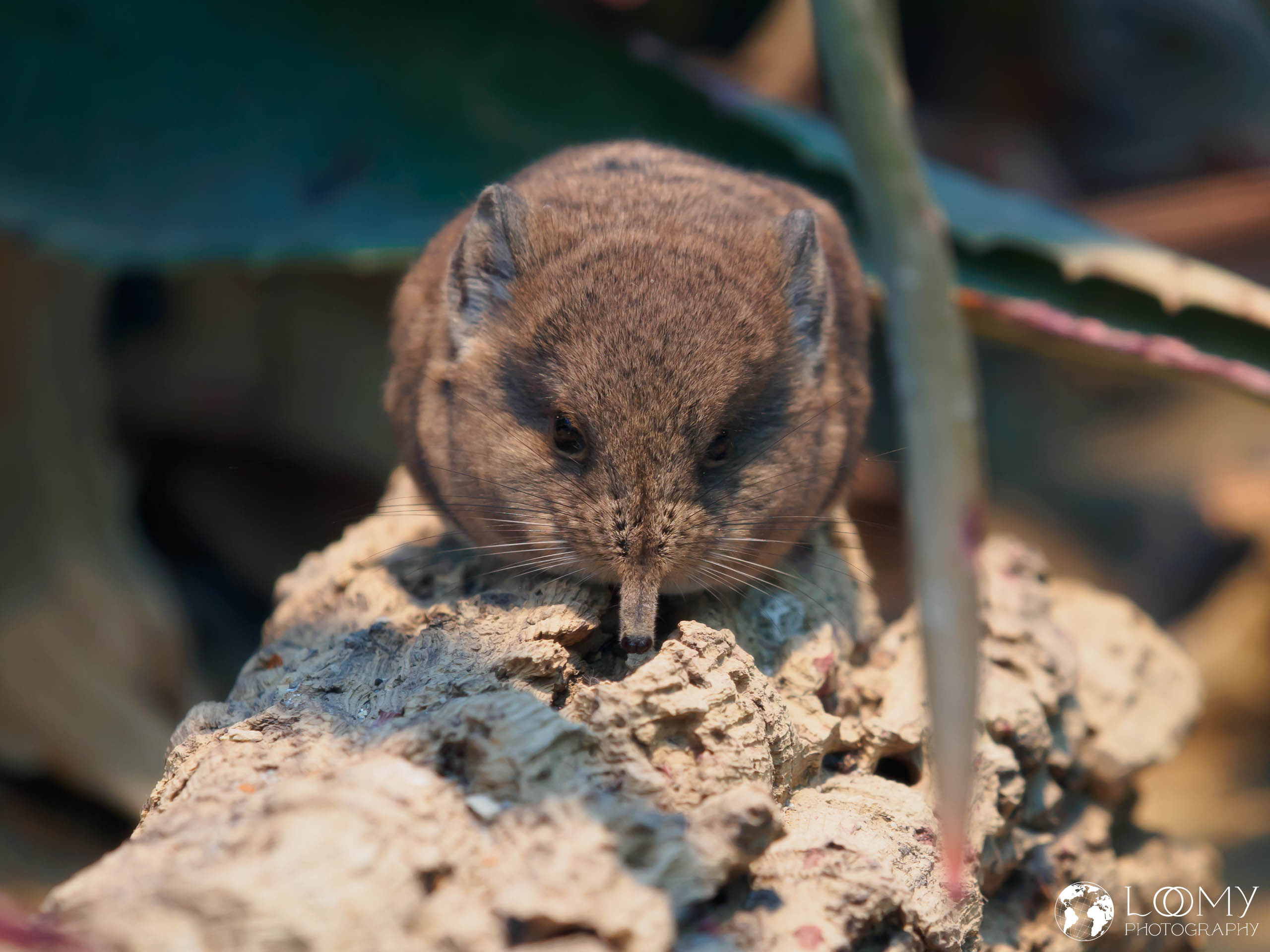 Kurzohr-Rüsselspringer