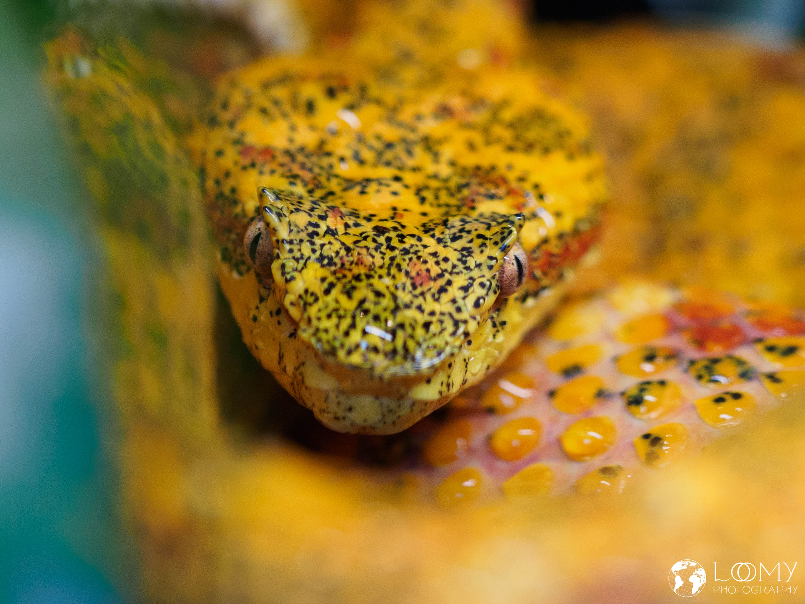 Greifschwanz-Lanzenotter