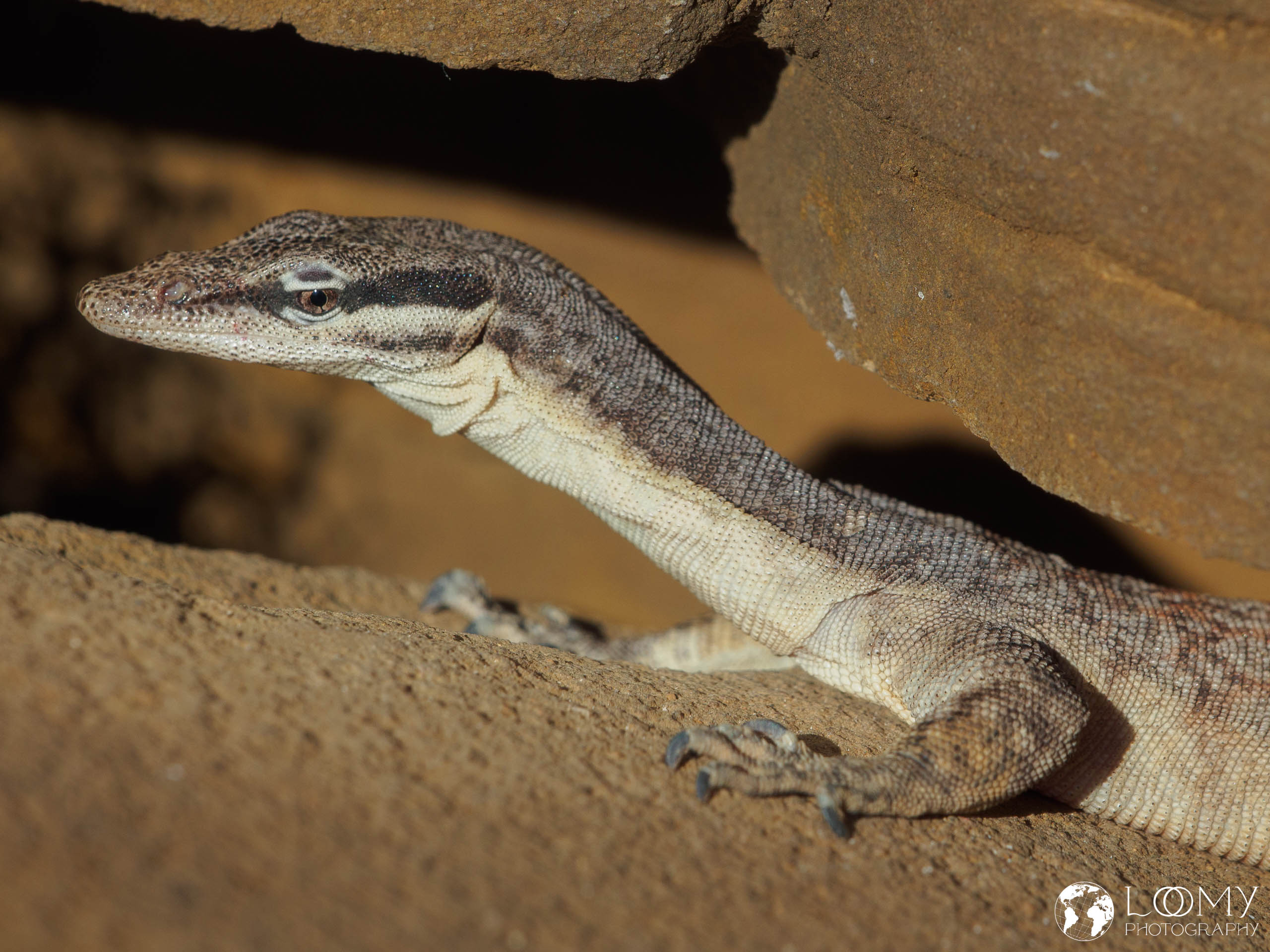 Glauerts Felsenwaran