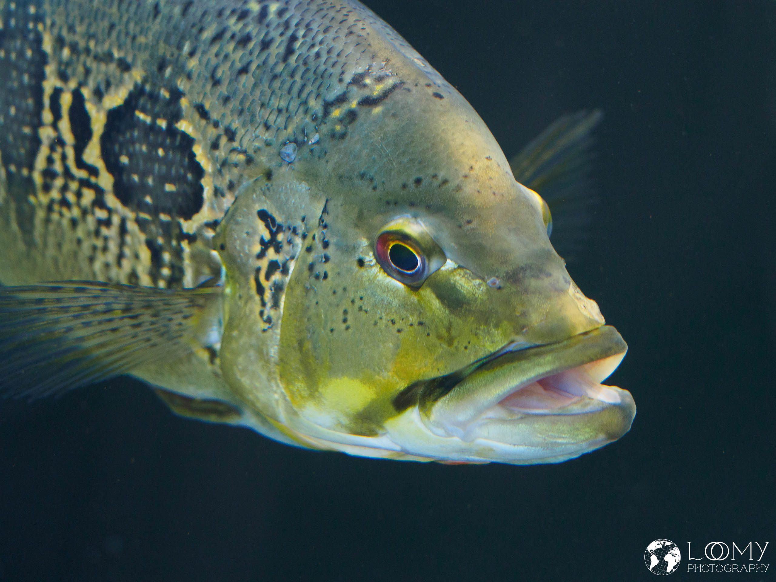 Augenfleck-Kammbarsch