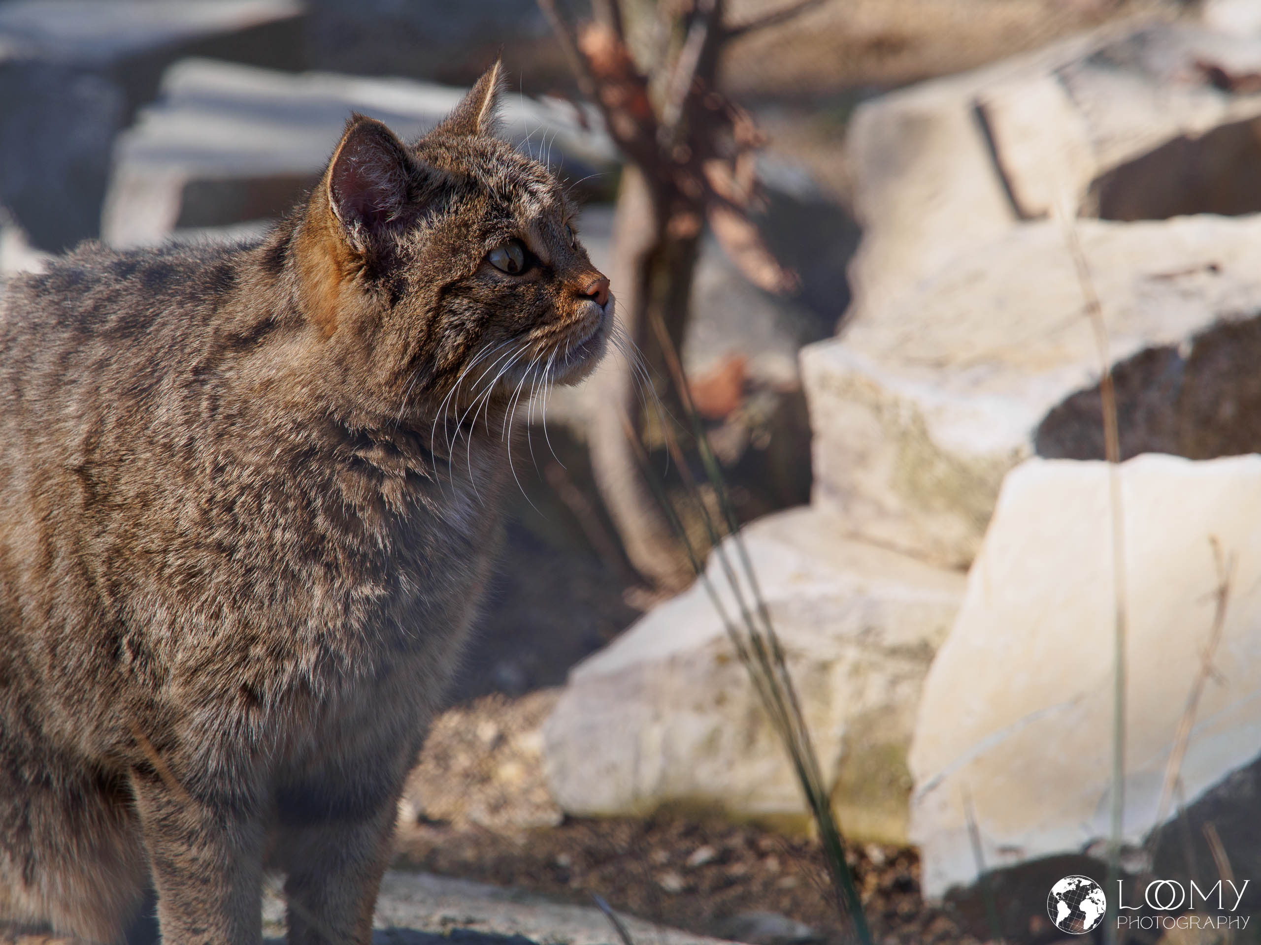 Europäische Wildkatze