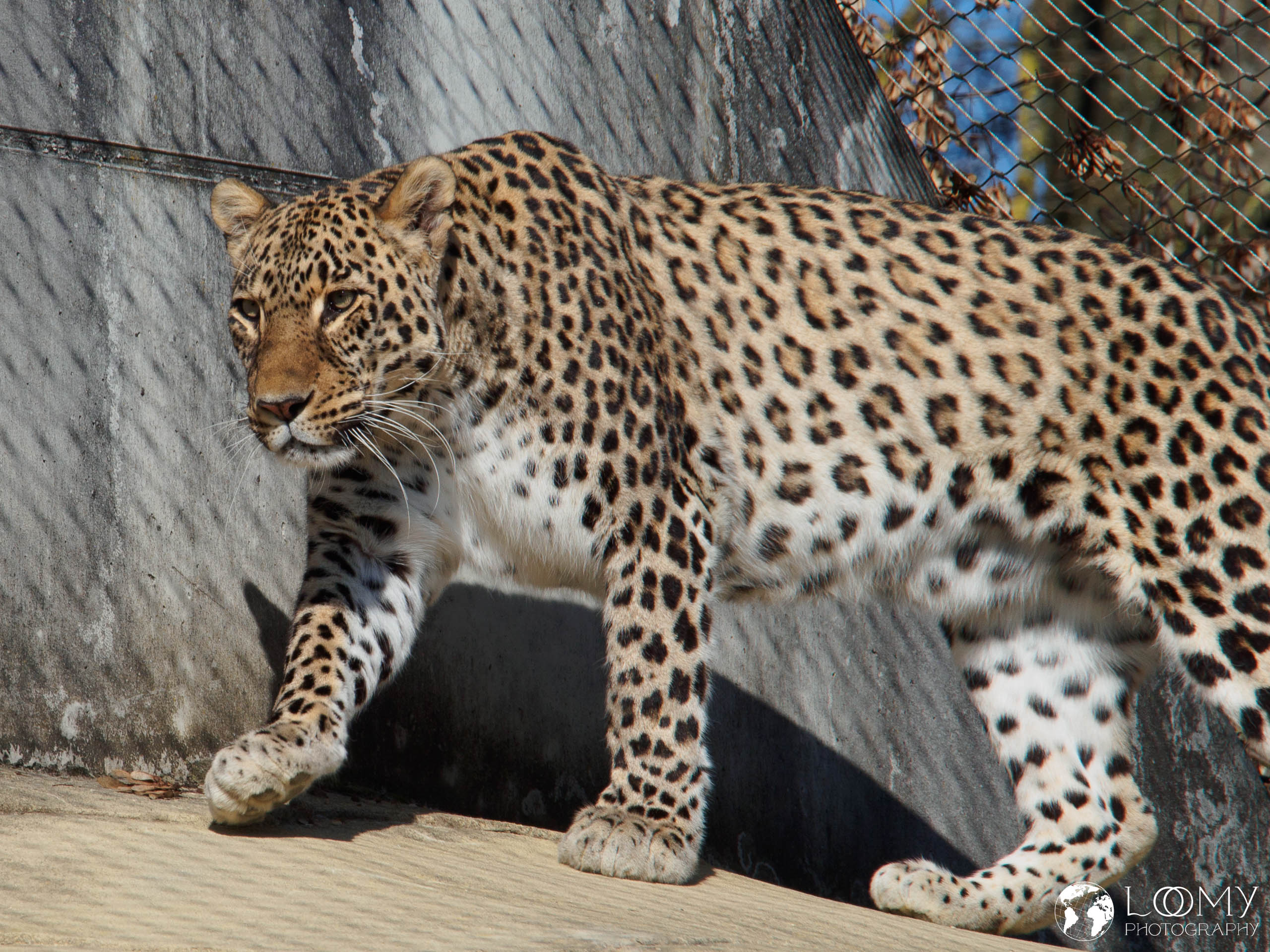 Persischer Leopard