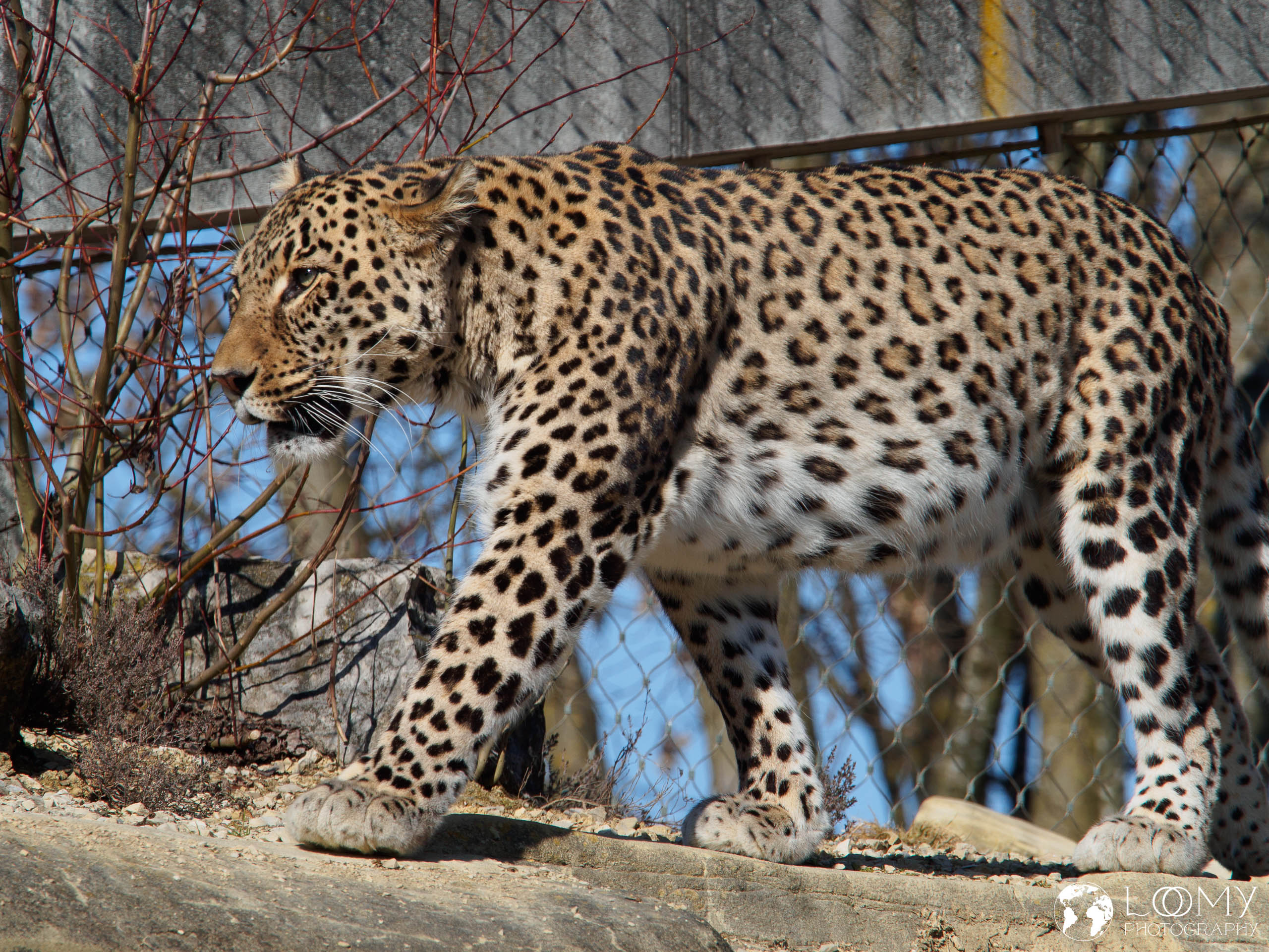 Persischer Leopard