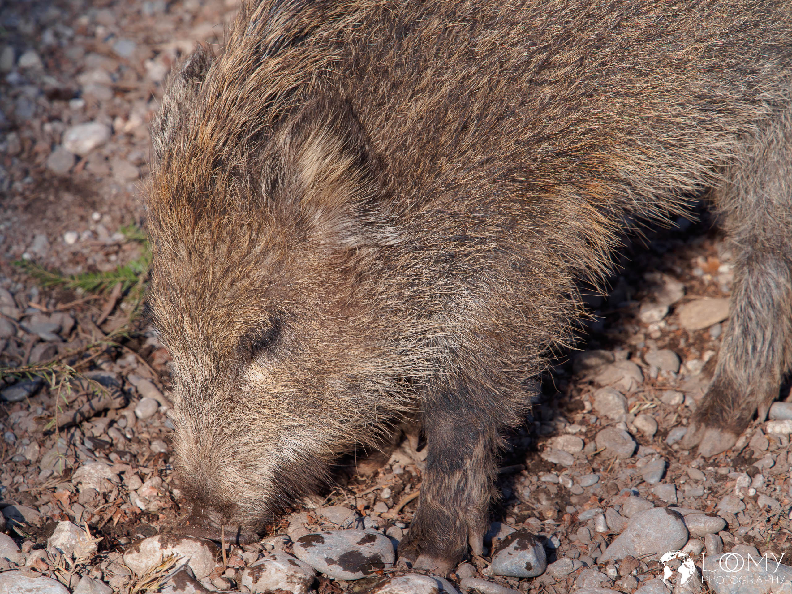 Wildschwein
