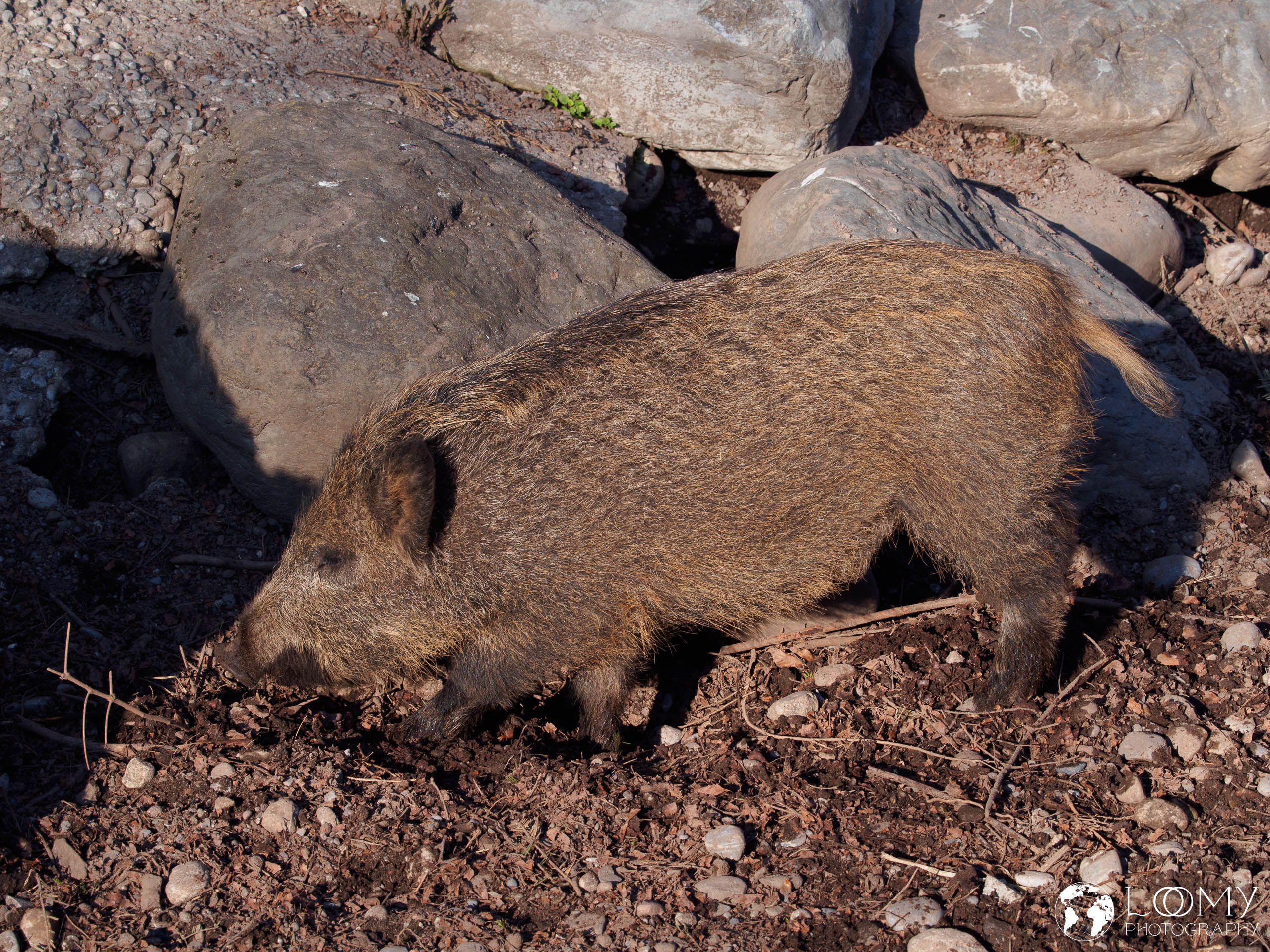 Wildschwein