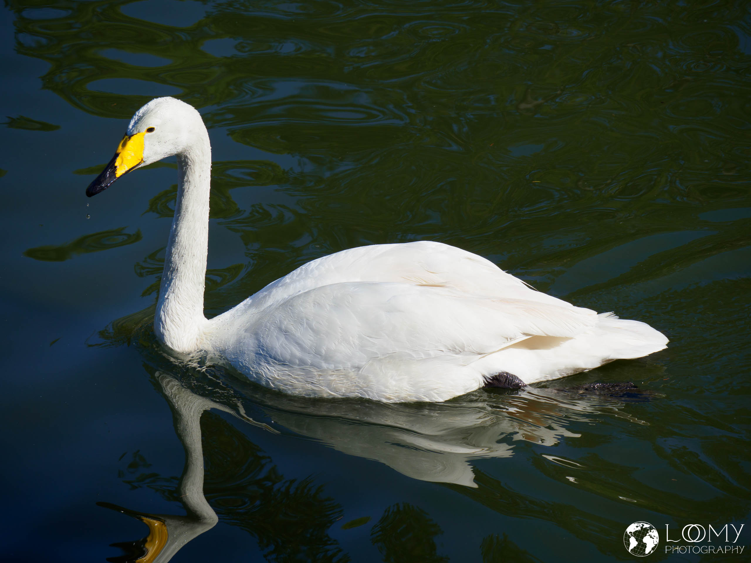 Singschwan