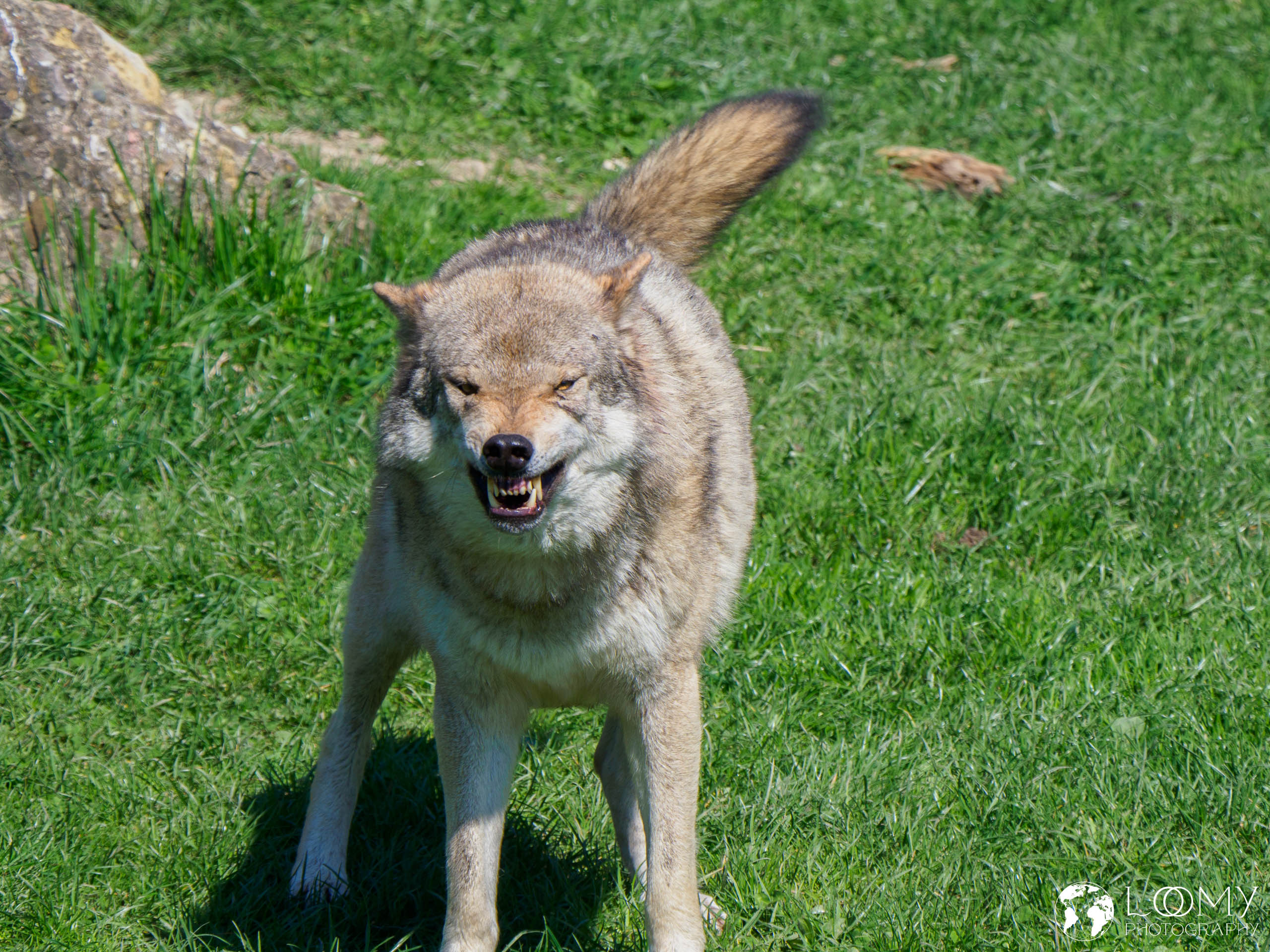 Europäischer Wolf