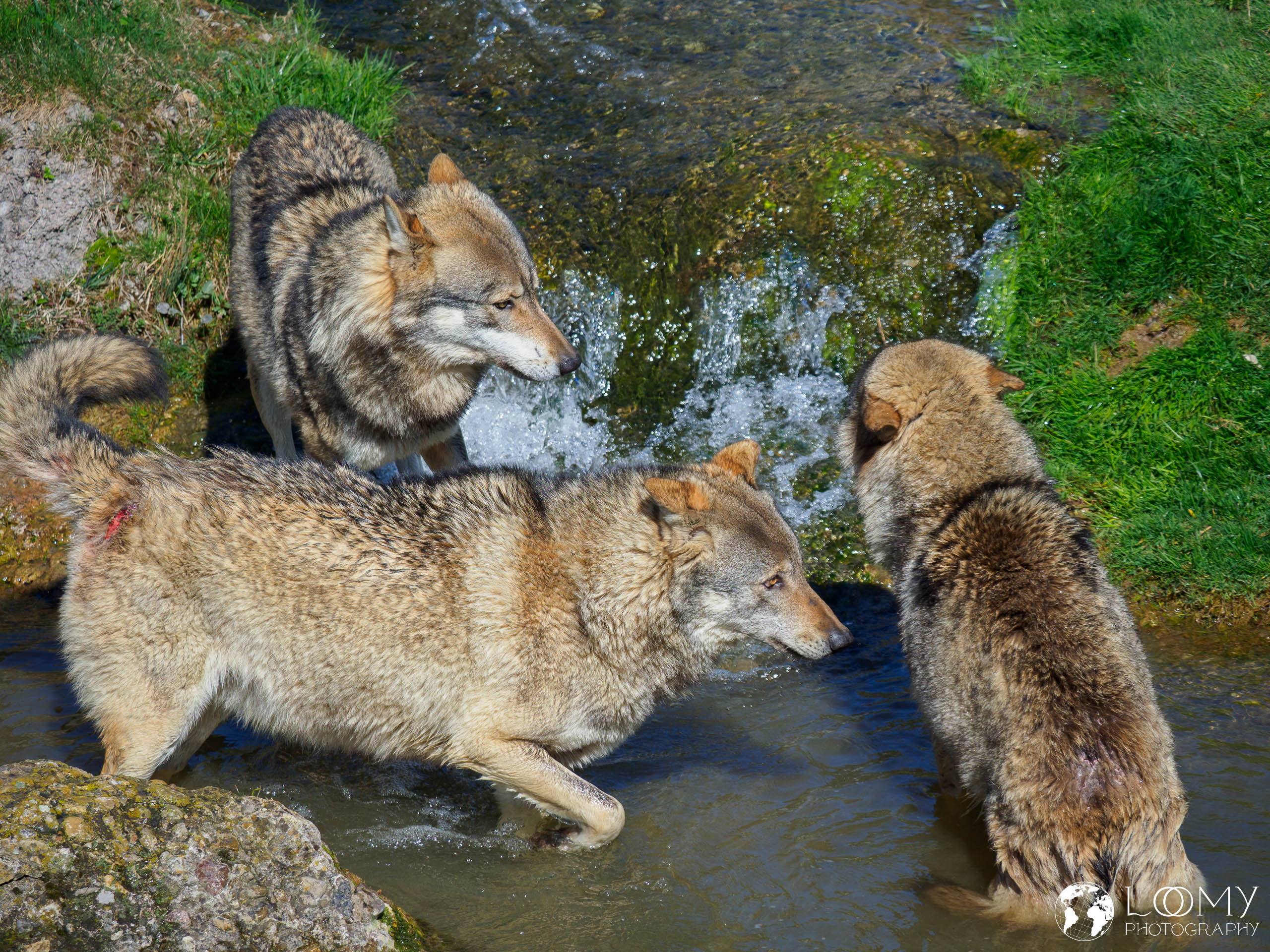 Europäischer Wolf