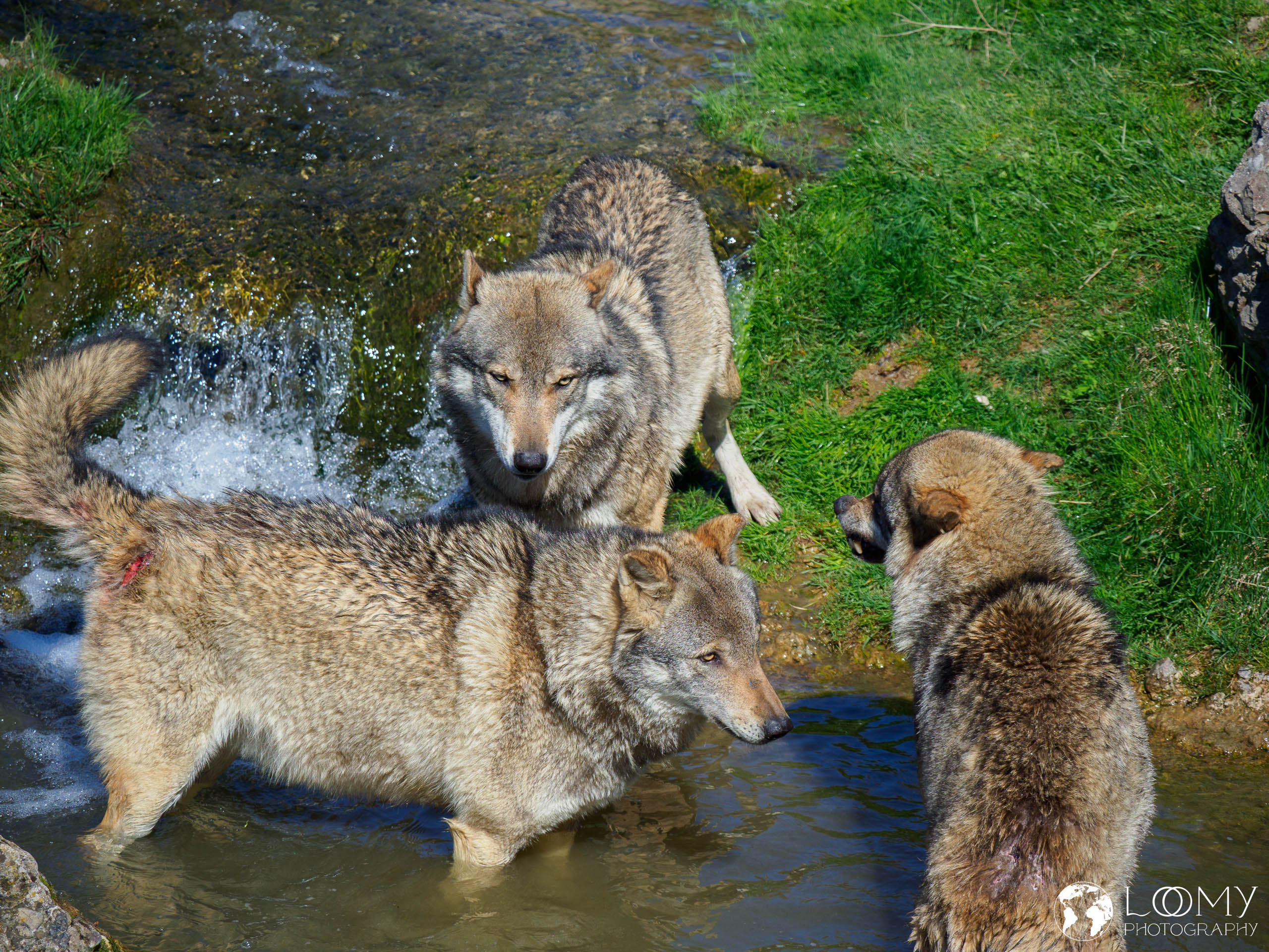 Europäischer Wolf