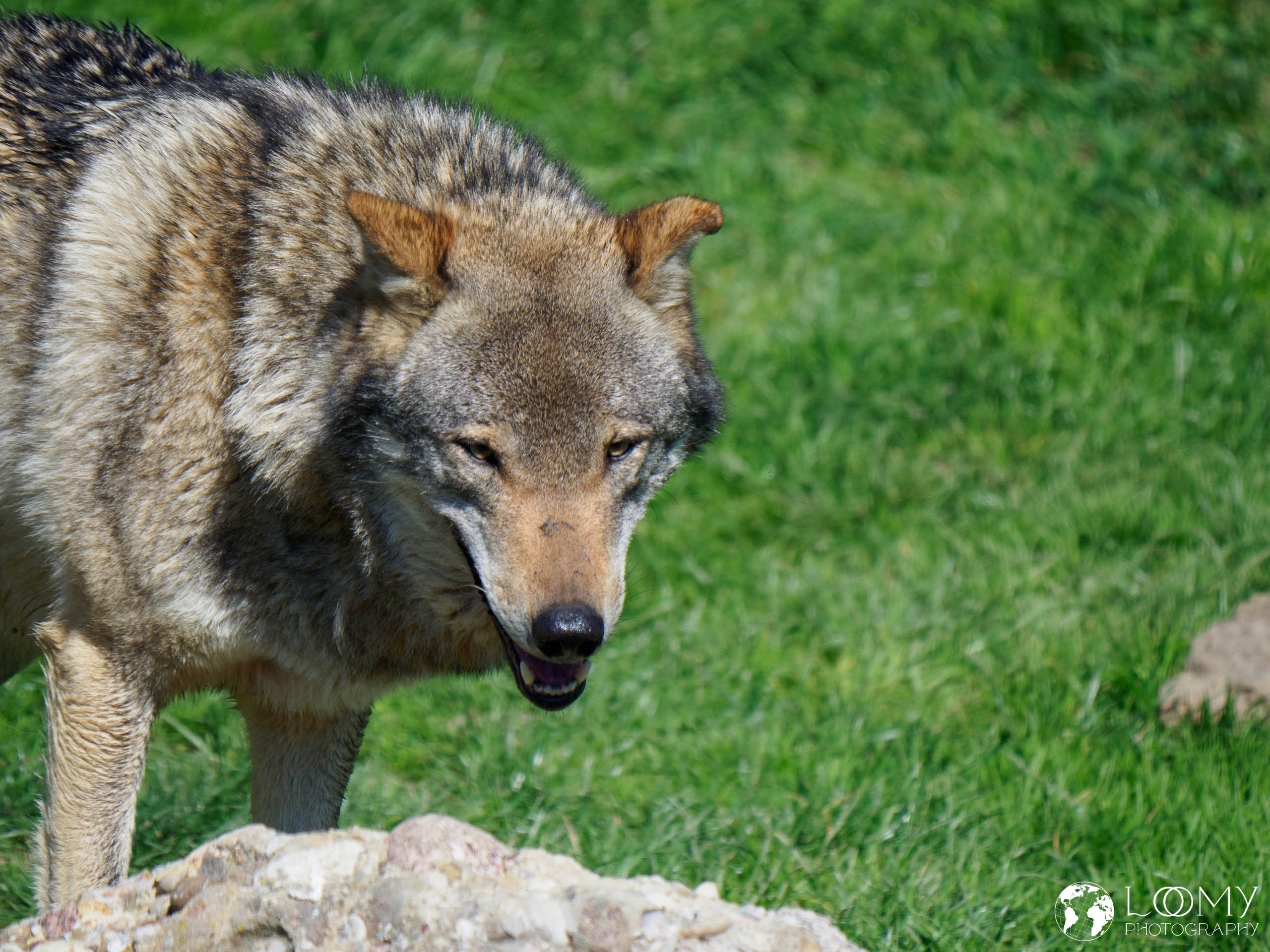 Europäischer Wolf