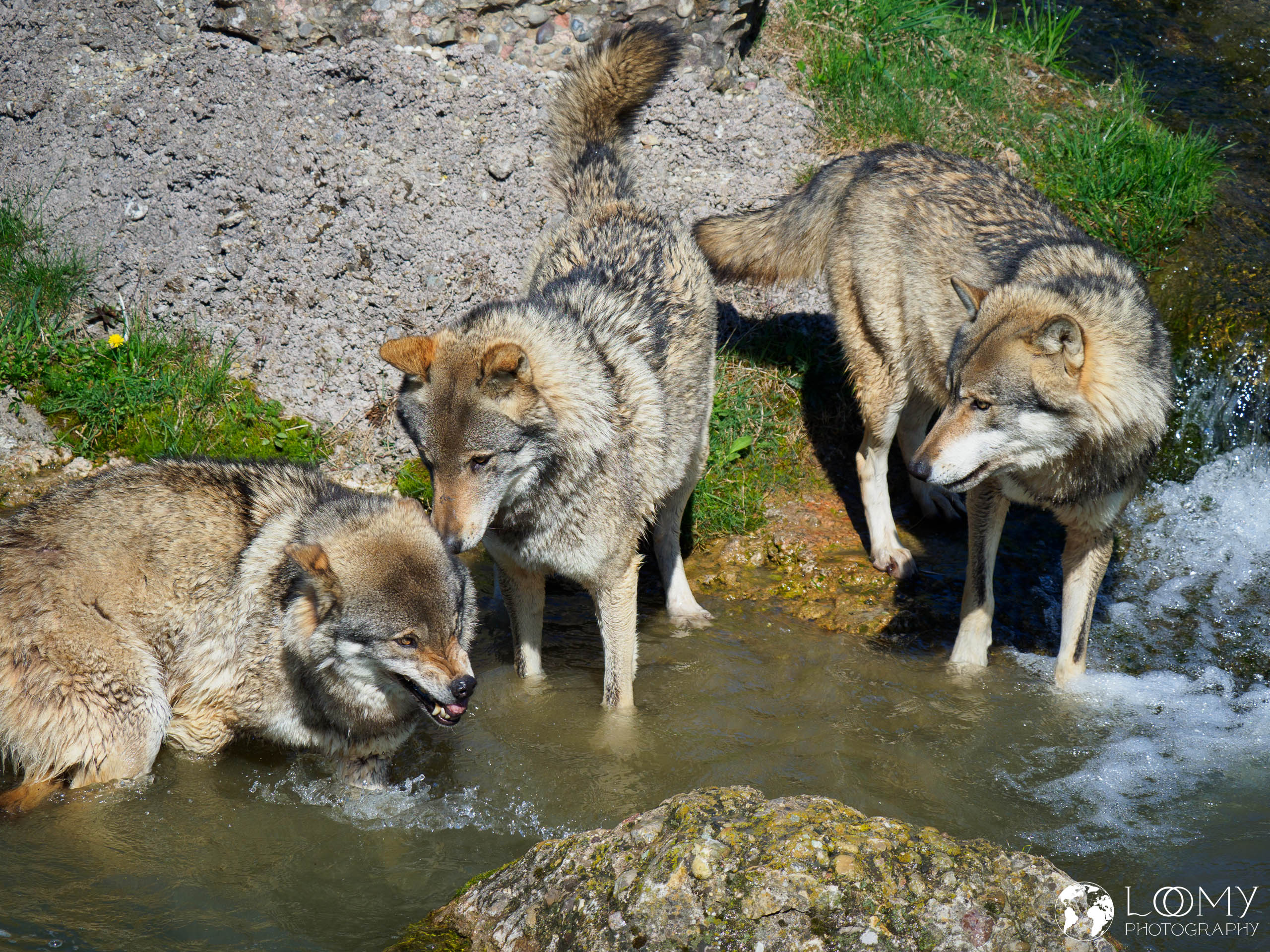 Europäischer Wolf
