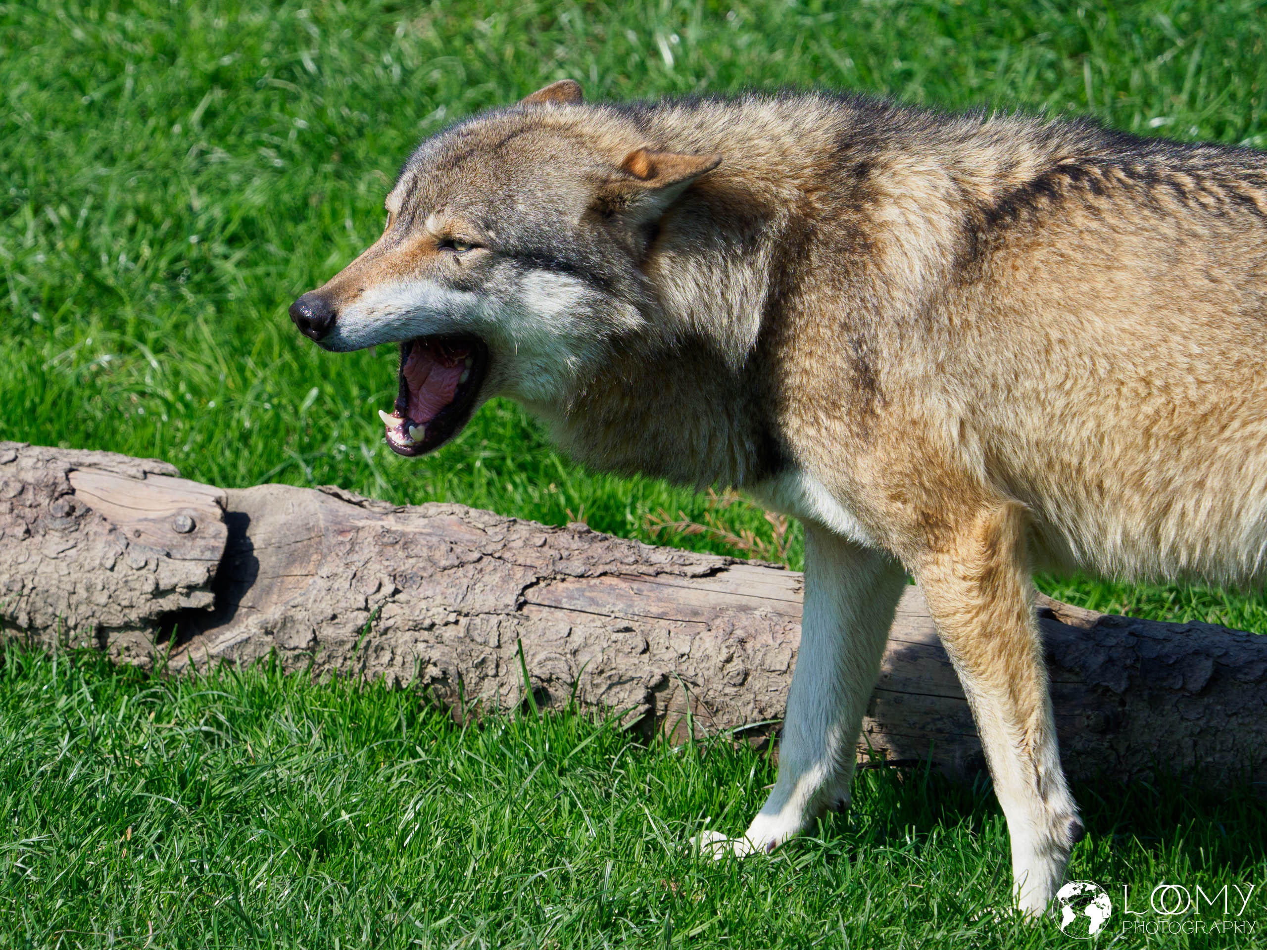 Europäischer Wolf
