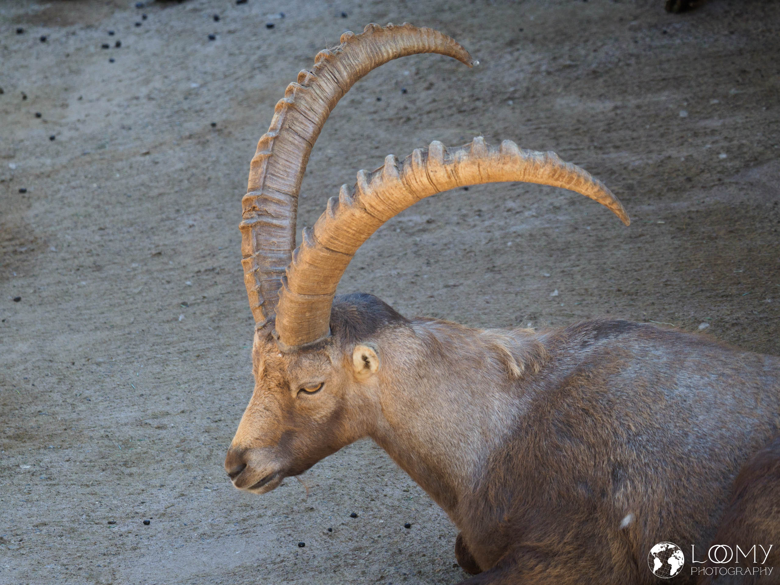 Steinbock